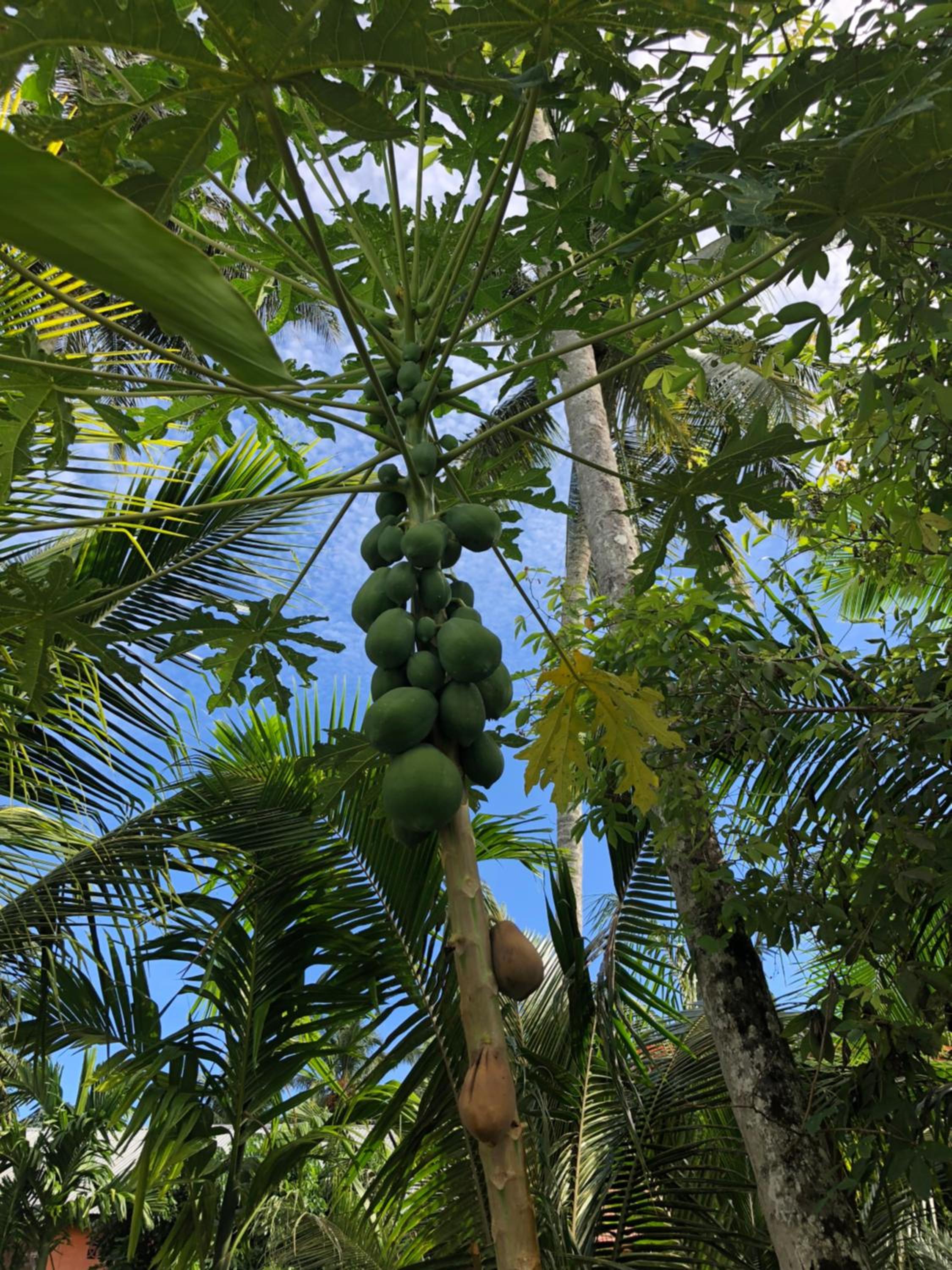New Raya - Nias Beach Bungalows view 4