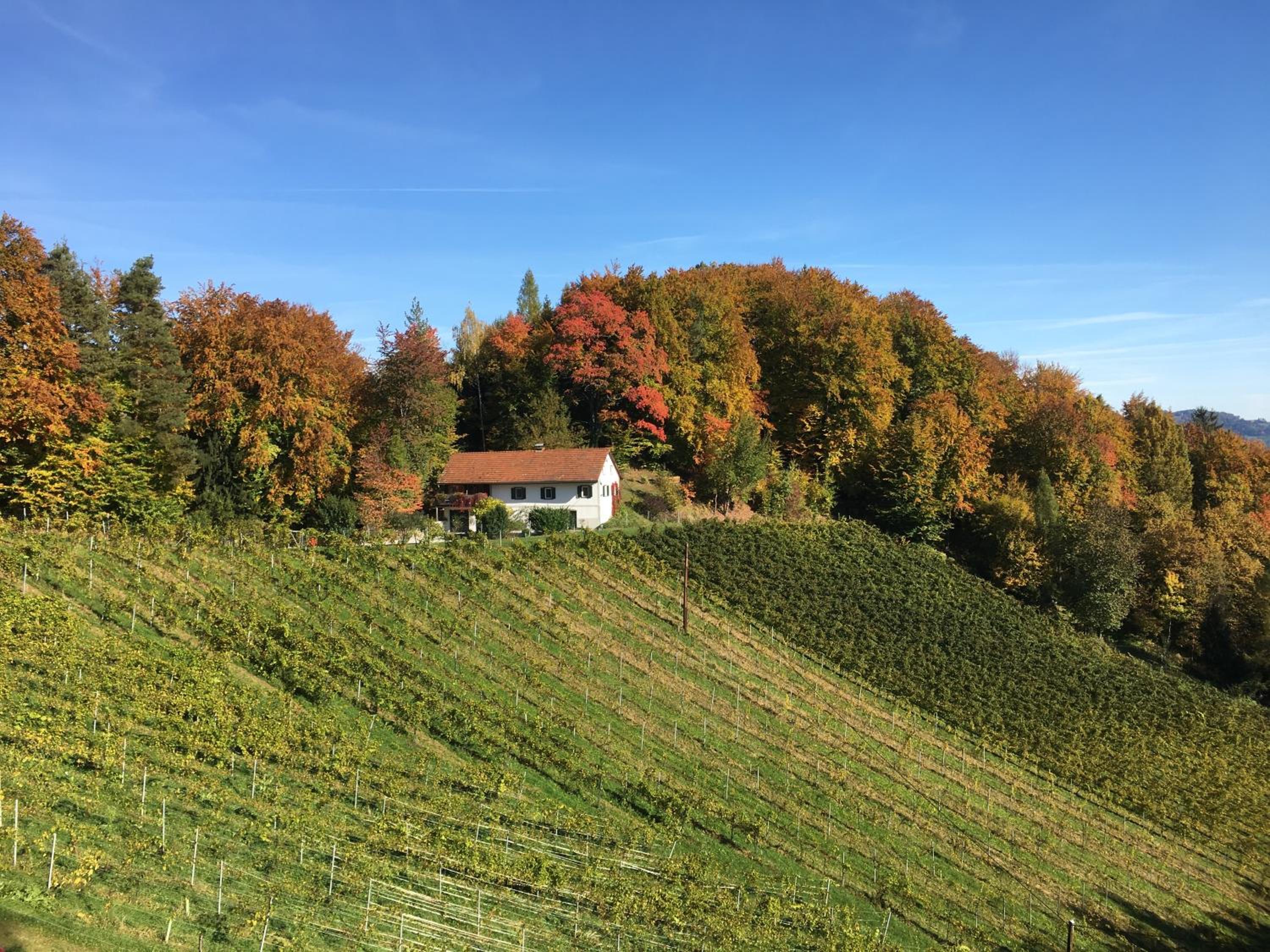 Bio-Weingut Leitner