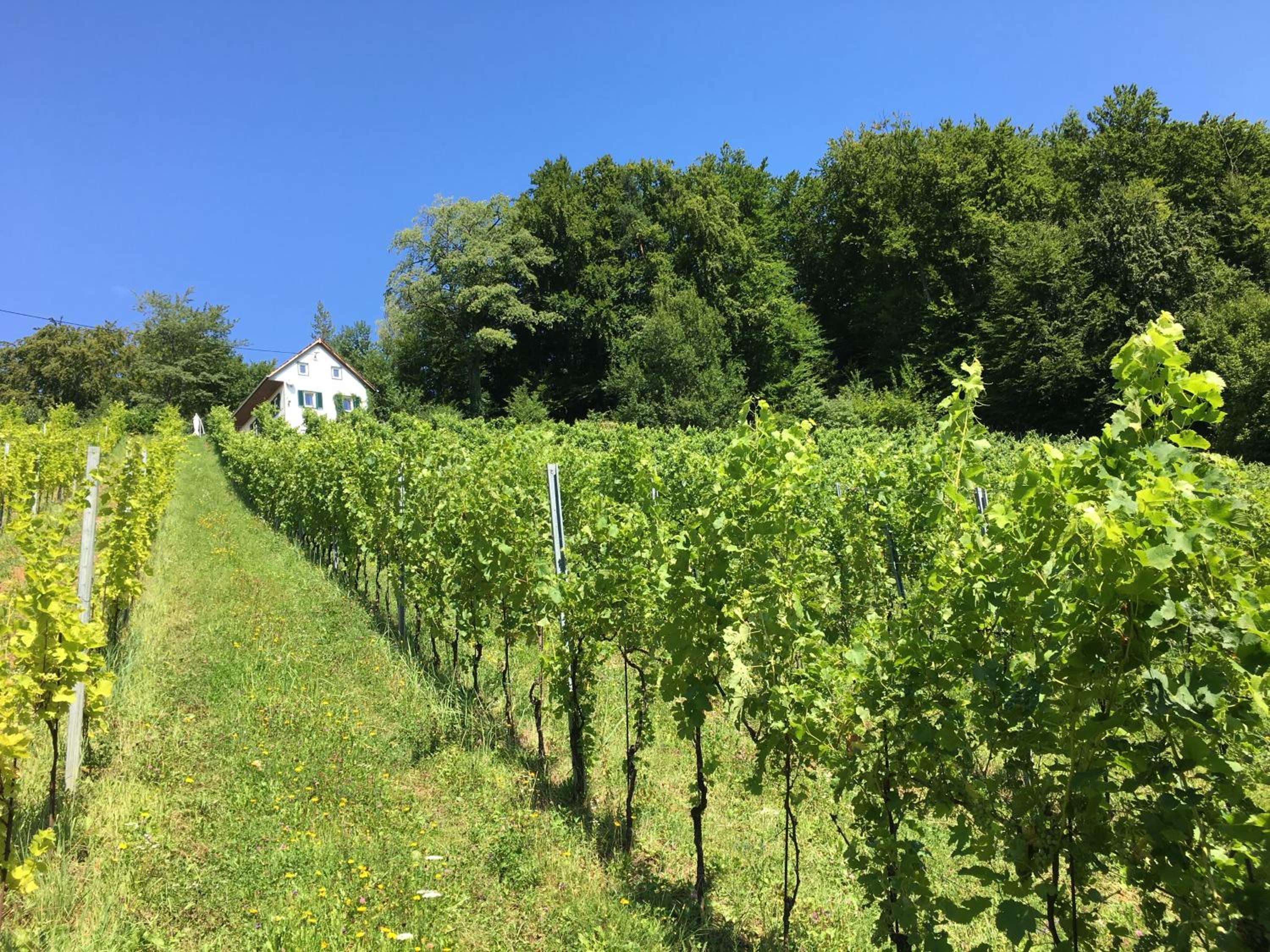 Bio-Weingut Leitner