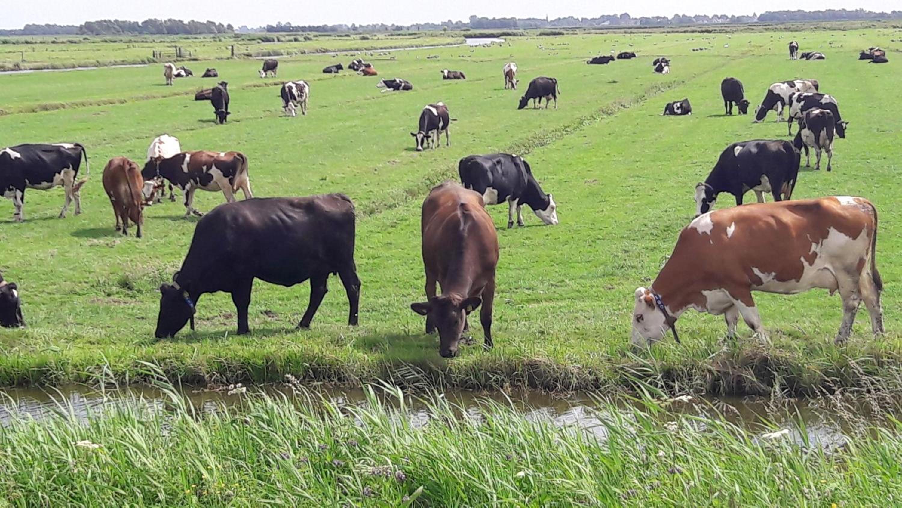 Noord-Hollands Hof Dream view 2