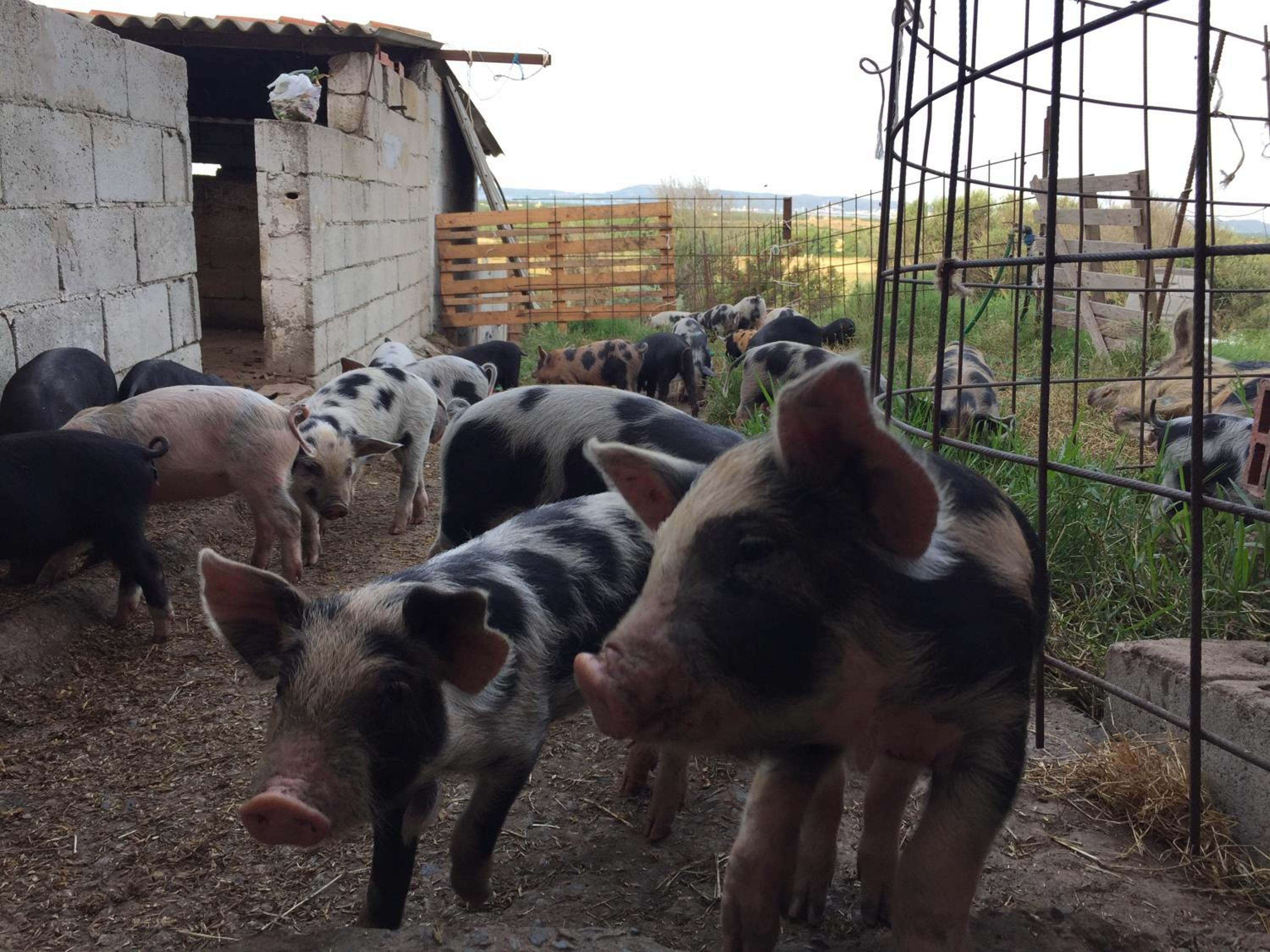 Agriturismo Su Meurreddu
