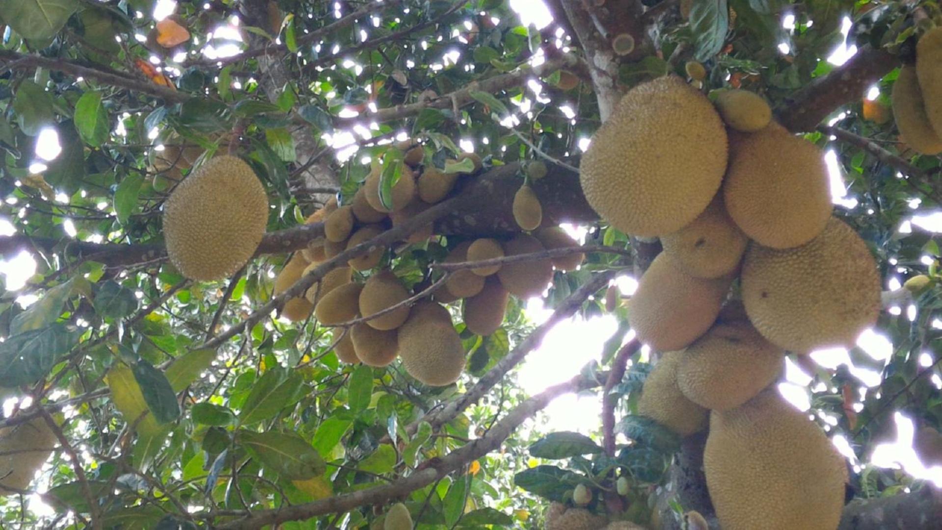 Chacara Sobrado Igarata