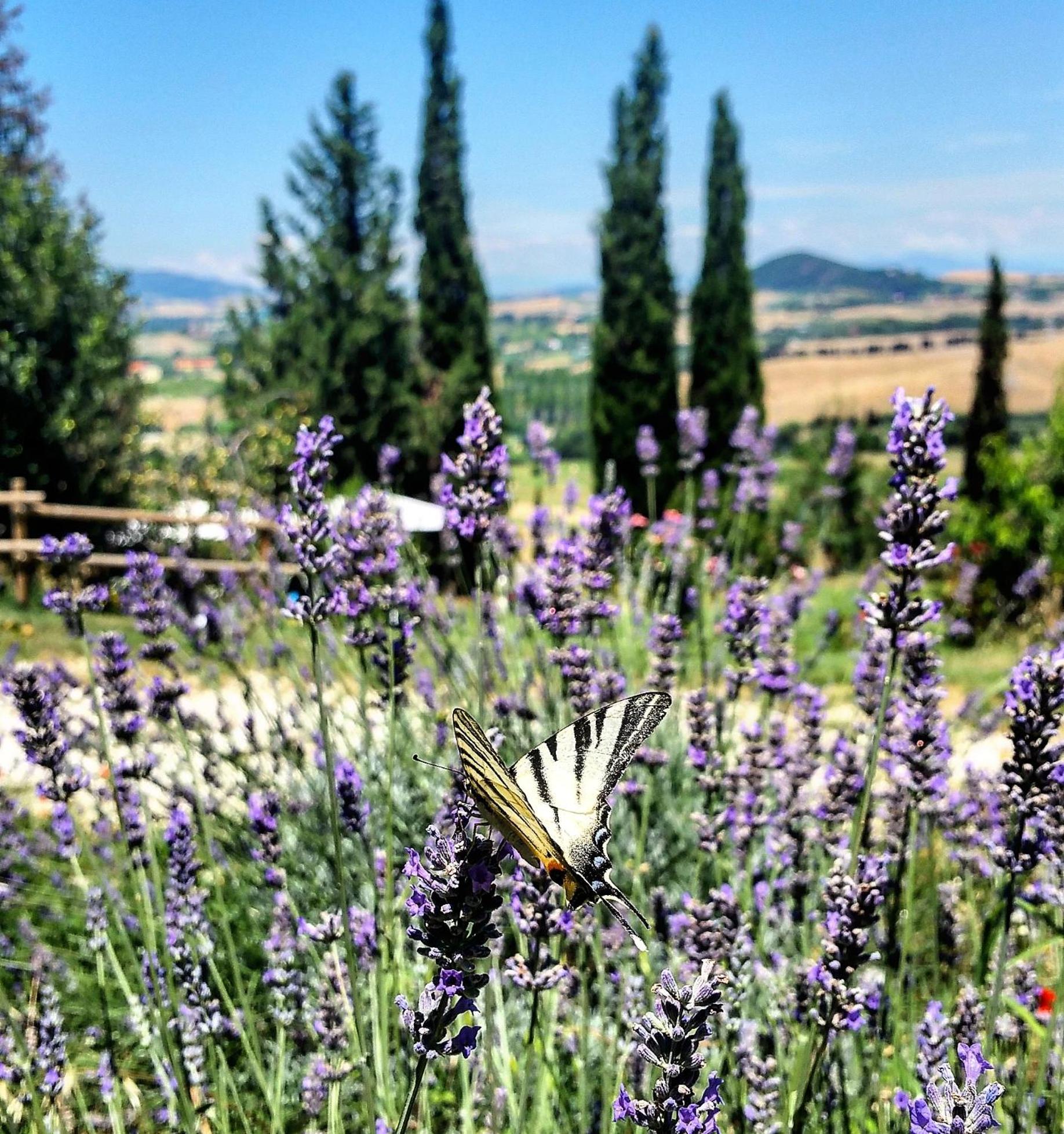 B&B Il Poggio di Fiore