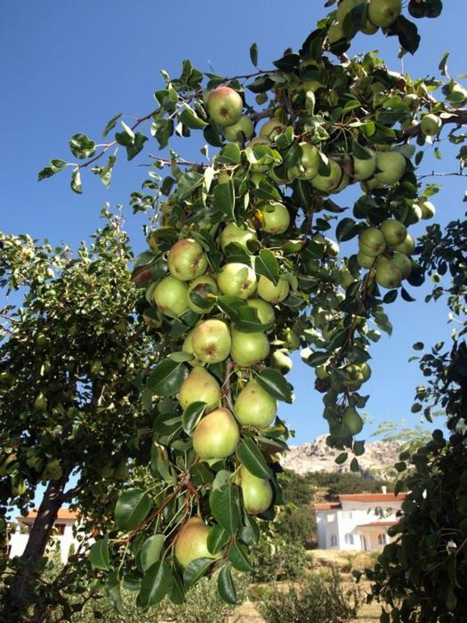 Pension Antonia