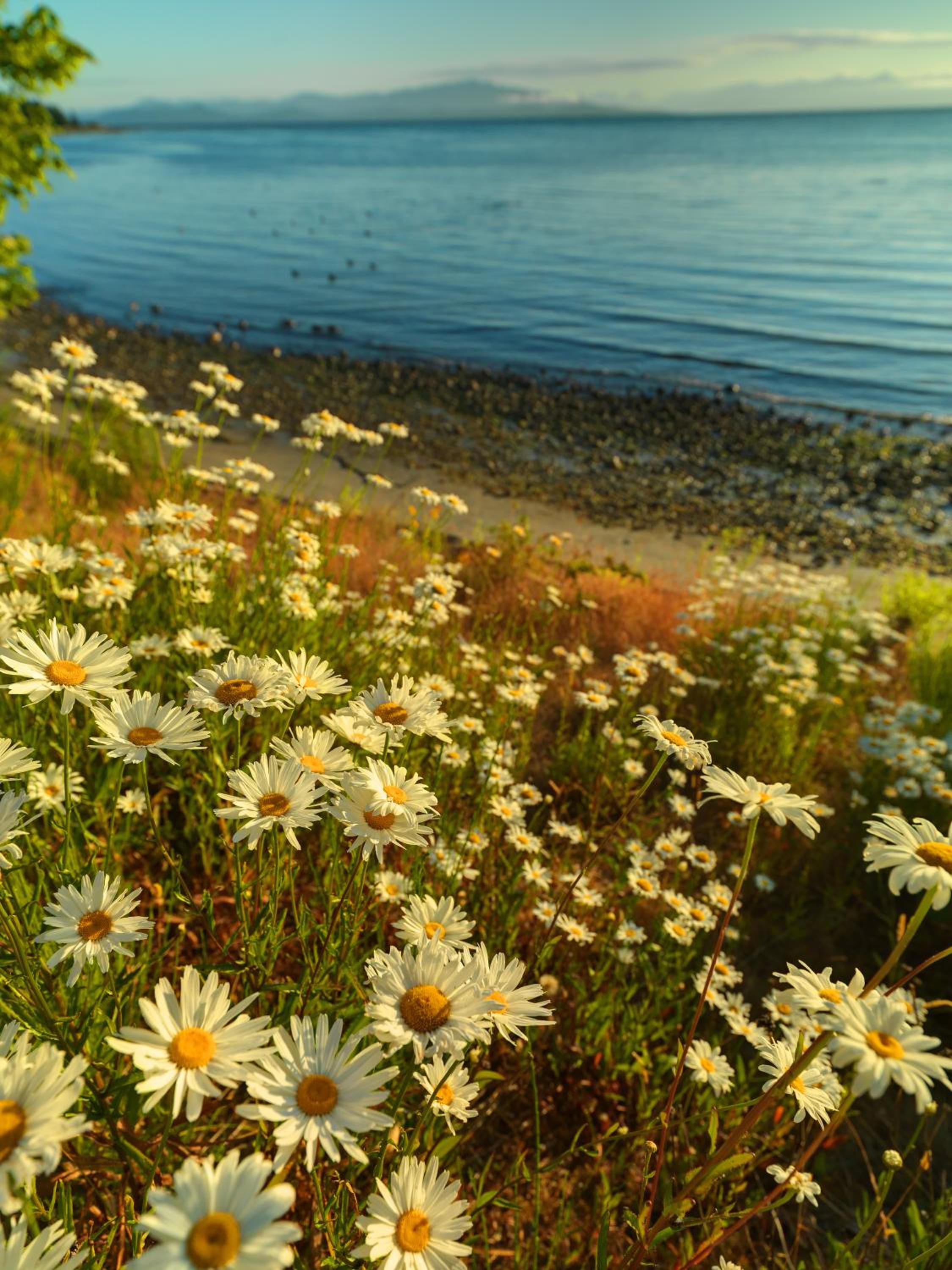 Parksville Vacations - Sunrise Ridge Waterfront Resort - Property Image 5