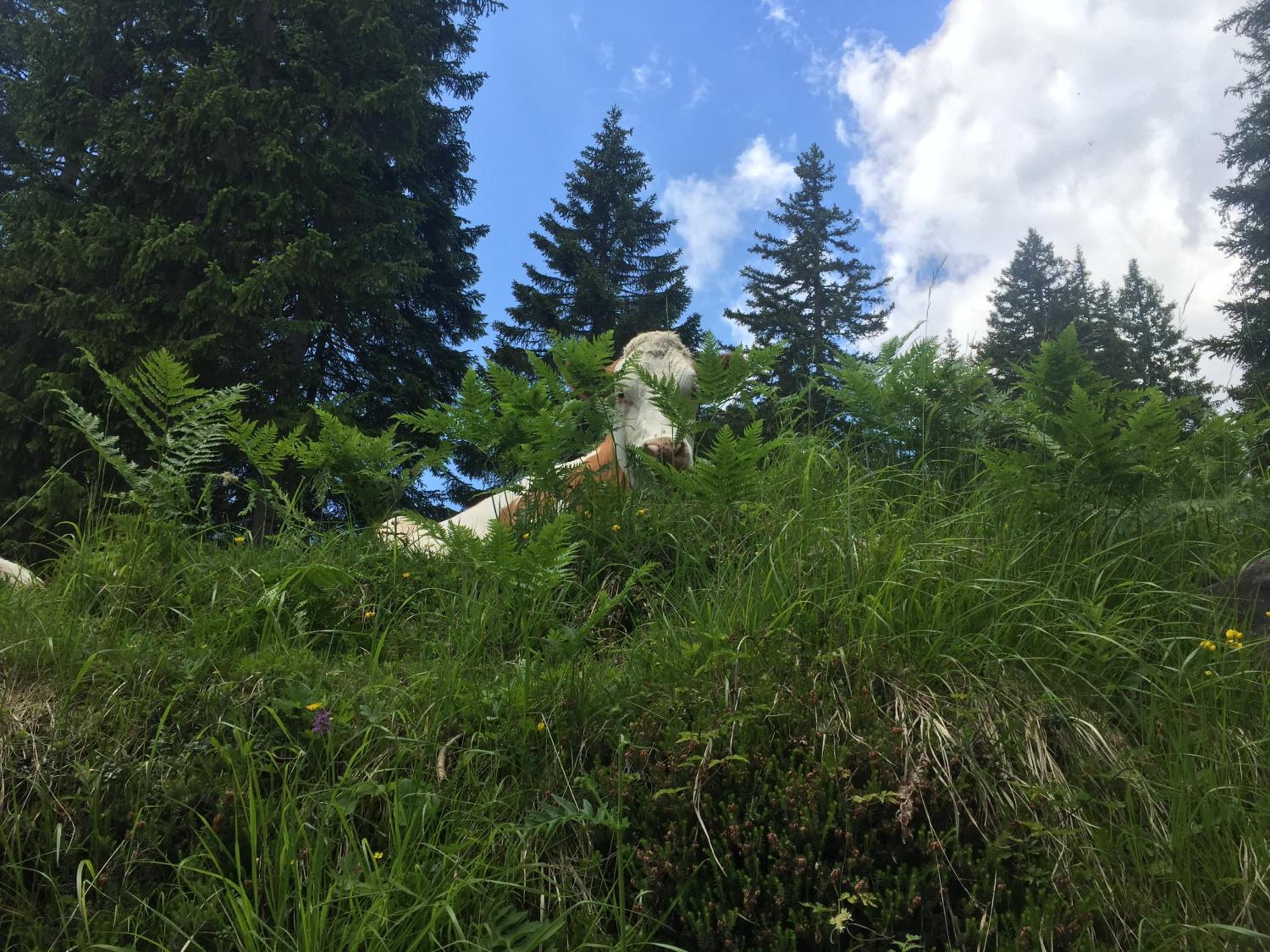 Photo 40