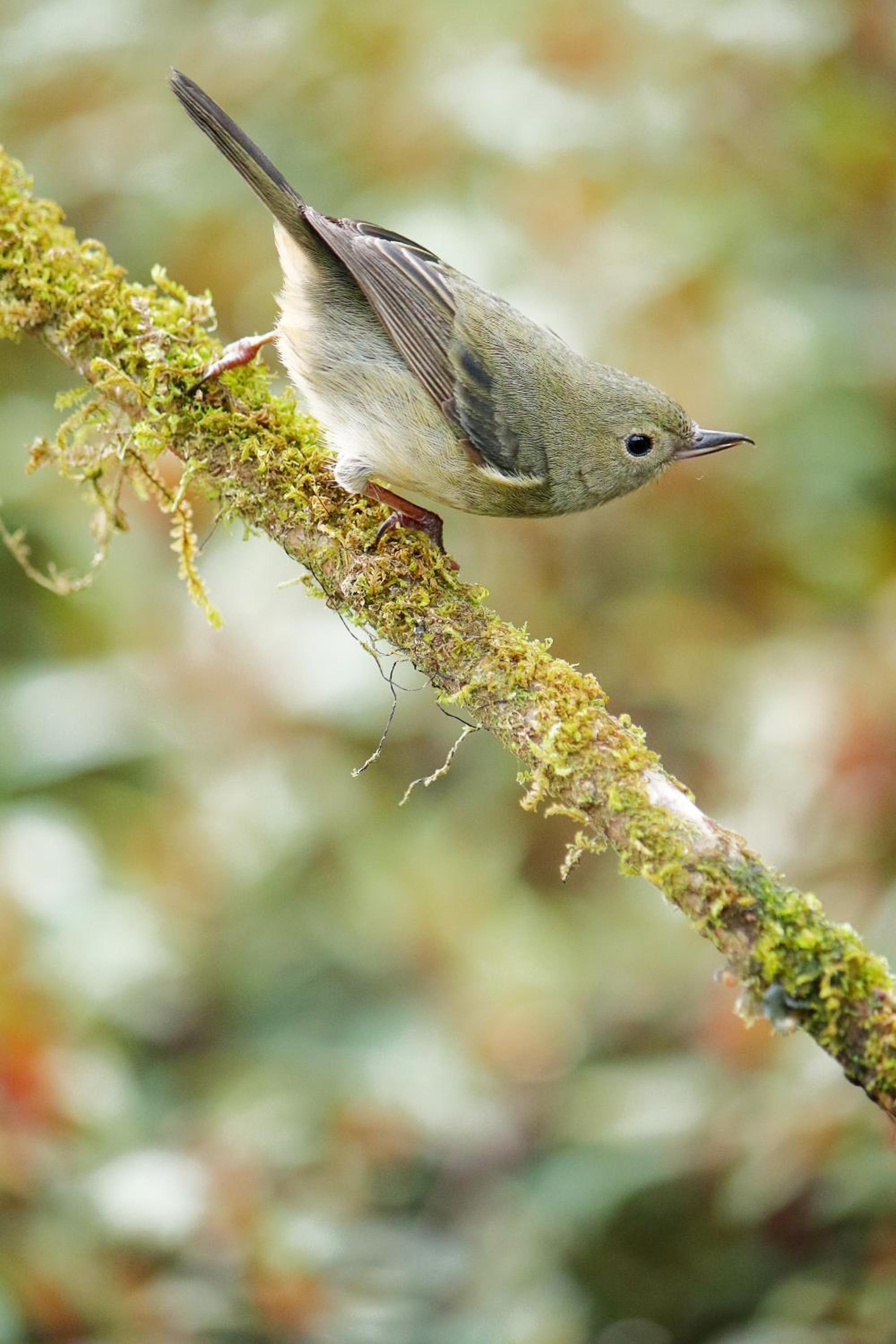 Iyok Ami (Madre Tierra)