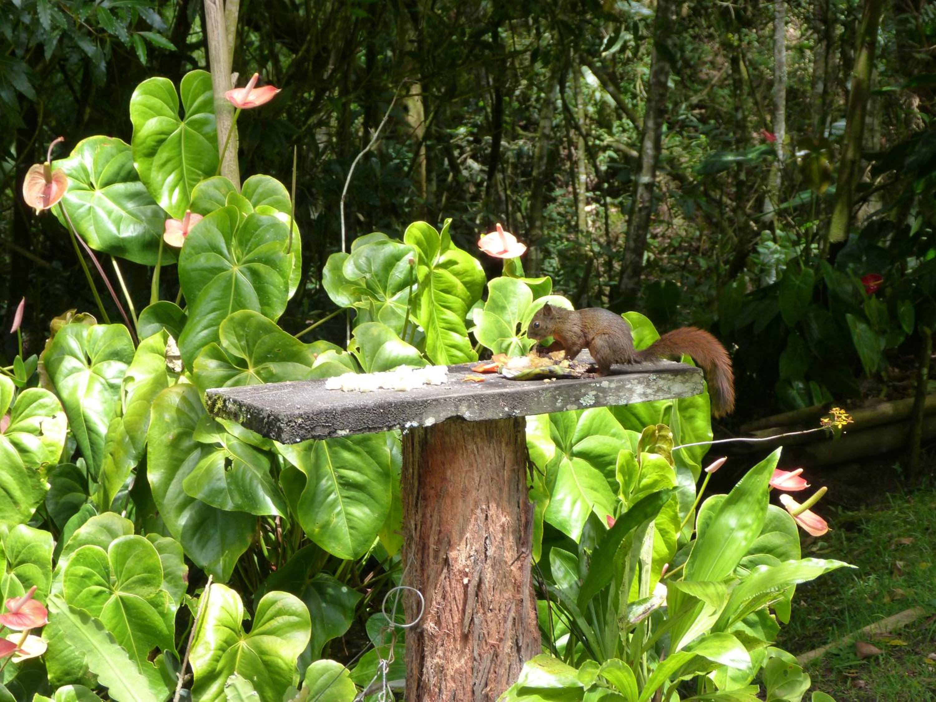 Photo 42