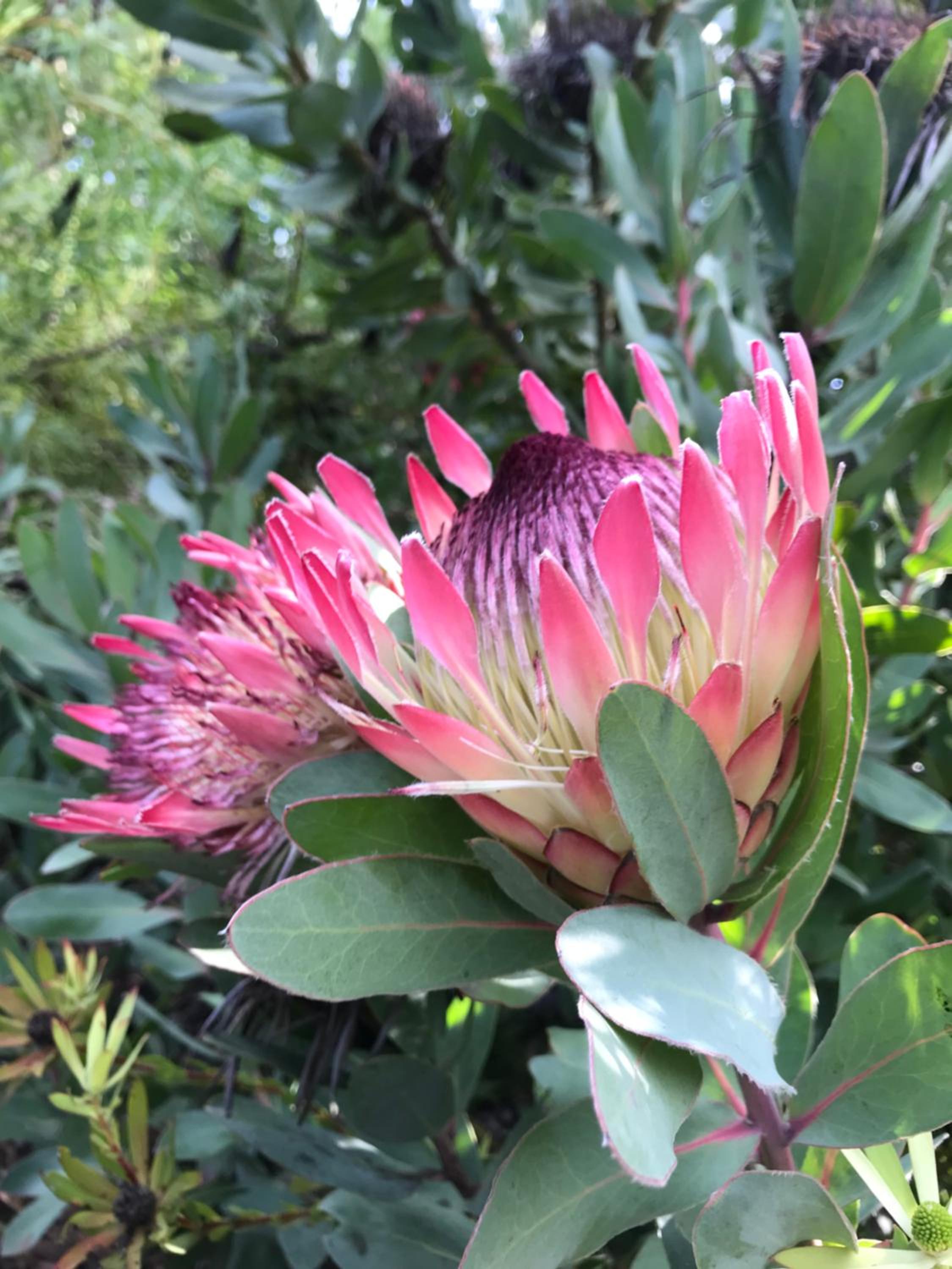Thistle Do Bed and Breakfast