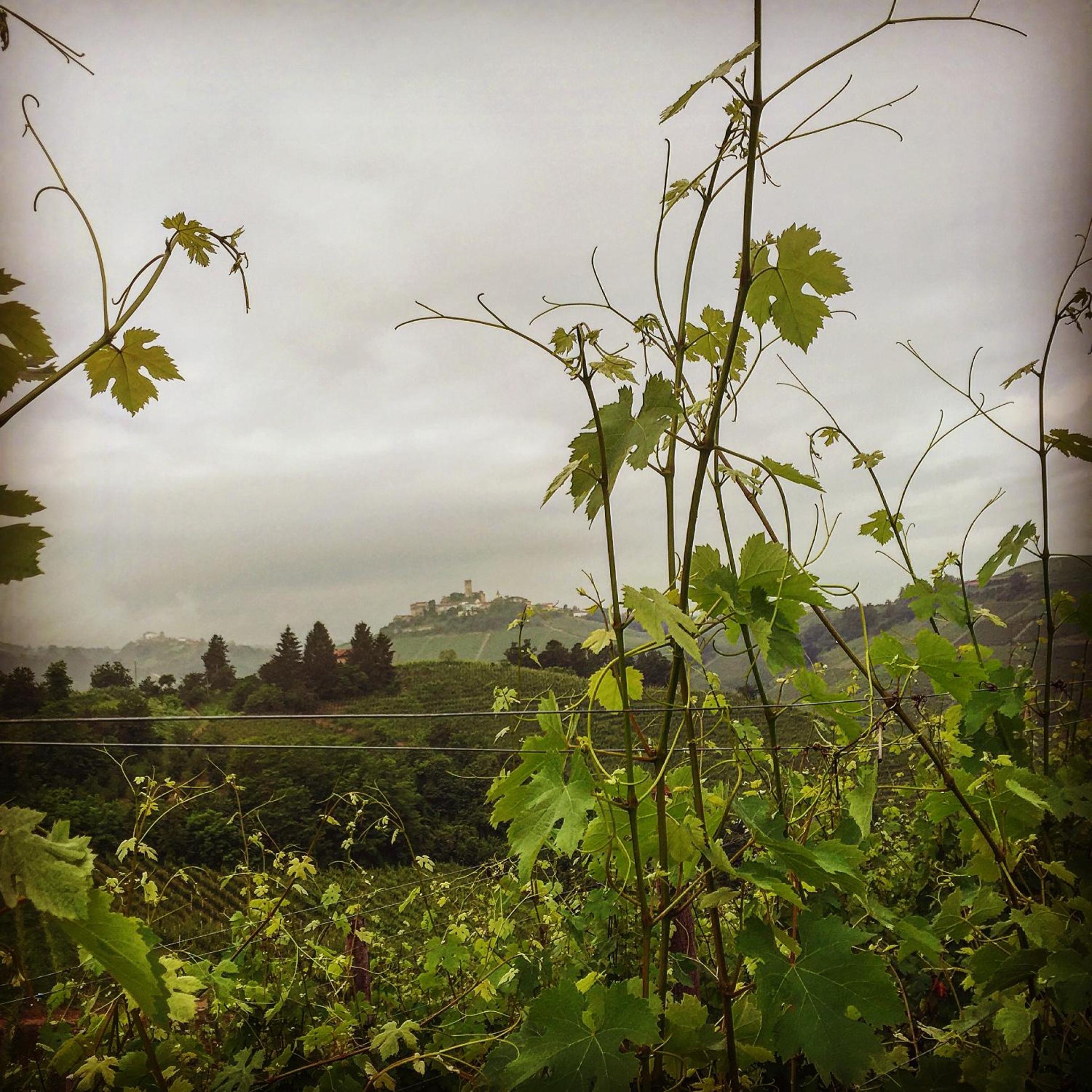 Cascina Maina view 5