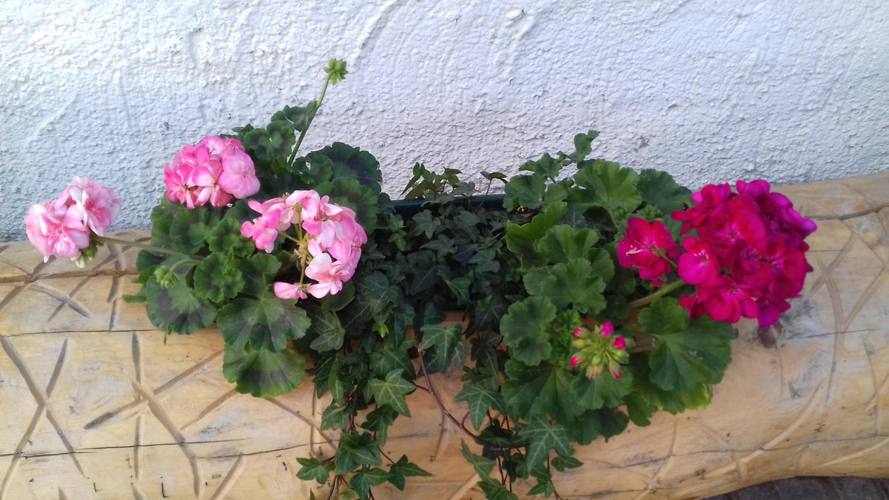 Photo 56