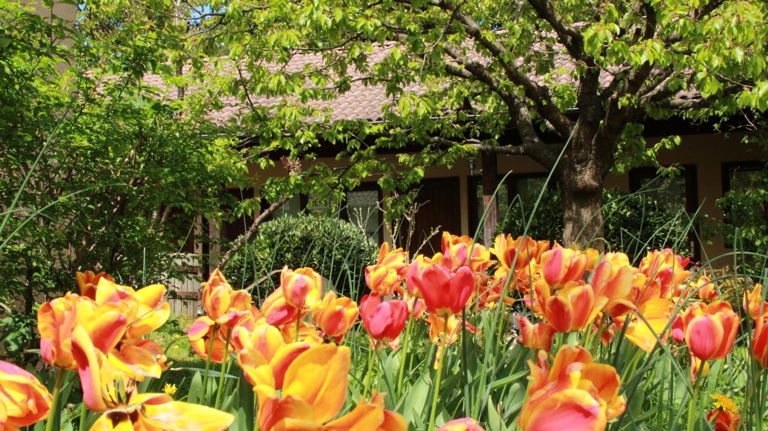 garden
