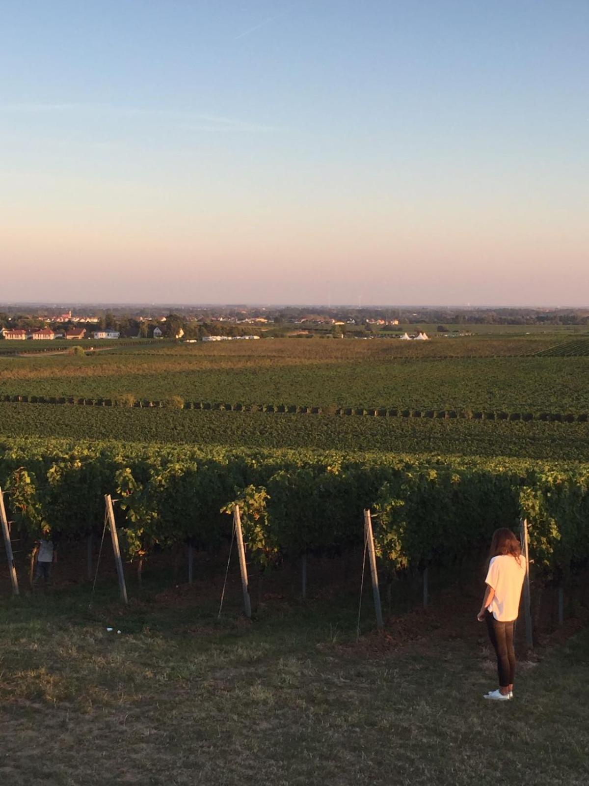 Alter Winzerhof Weisenheim am Berg 3 Sterne SUPERIOR