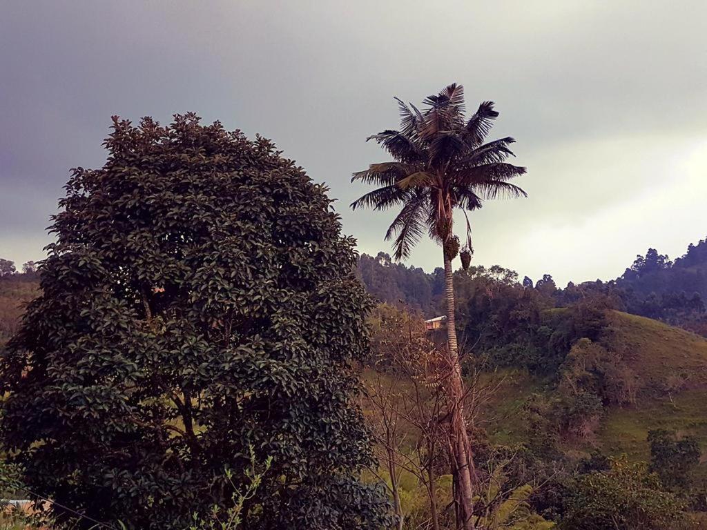 Mirador de los Cedros