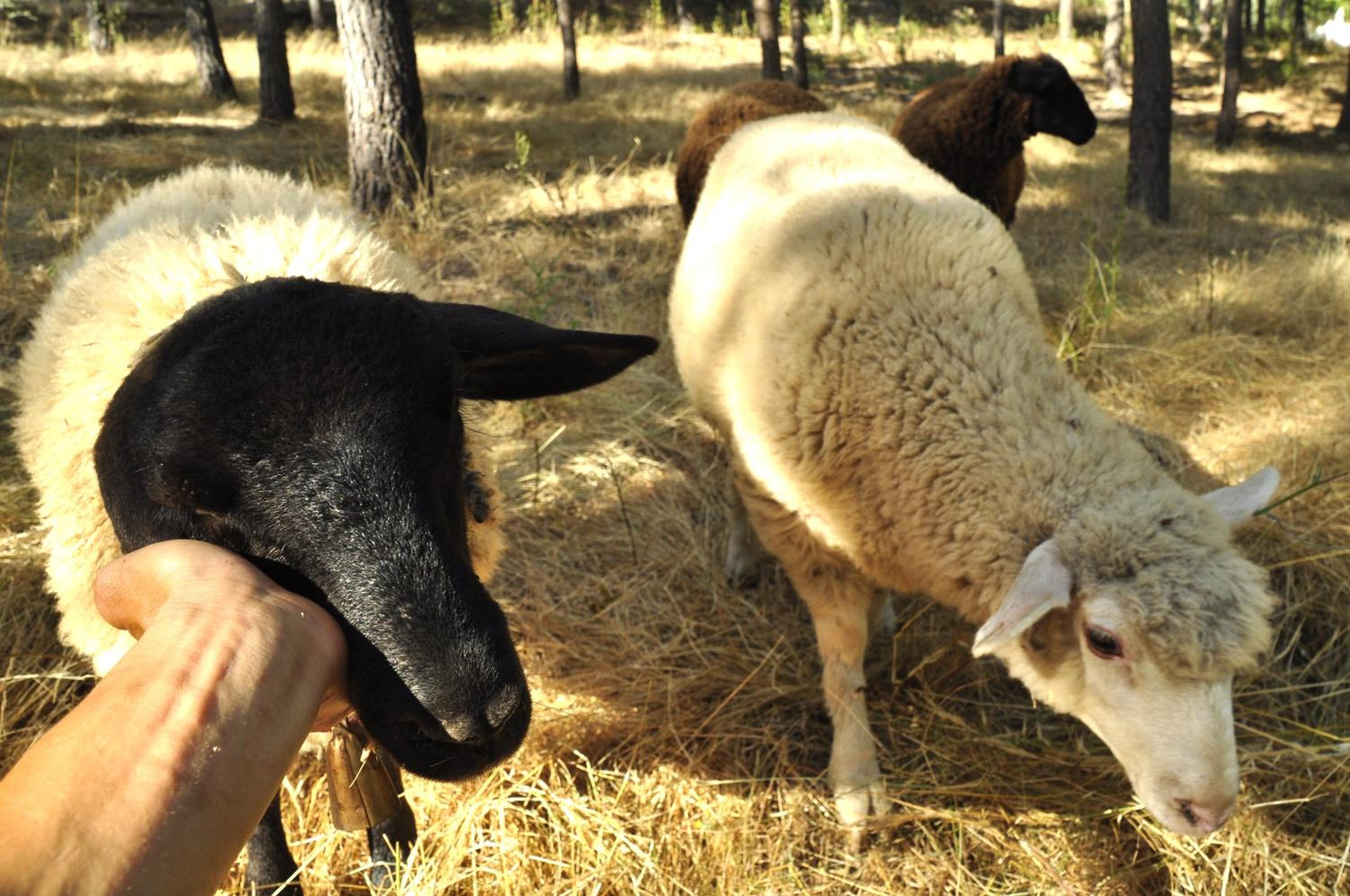 Quinta Alma - Ecological Retreat Farm, photo 108