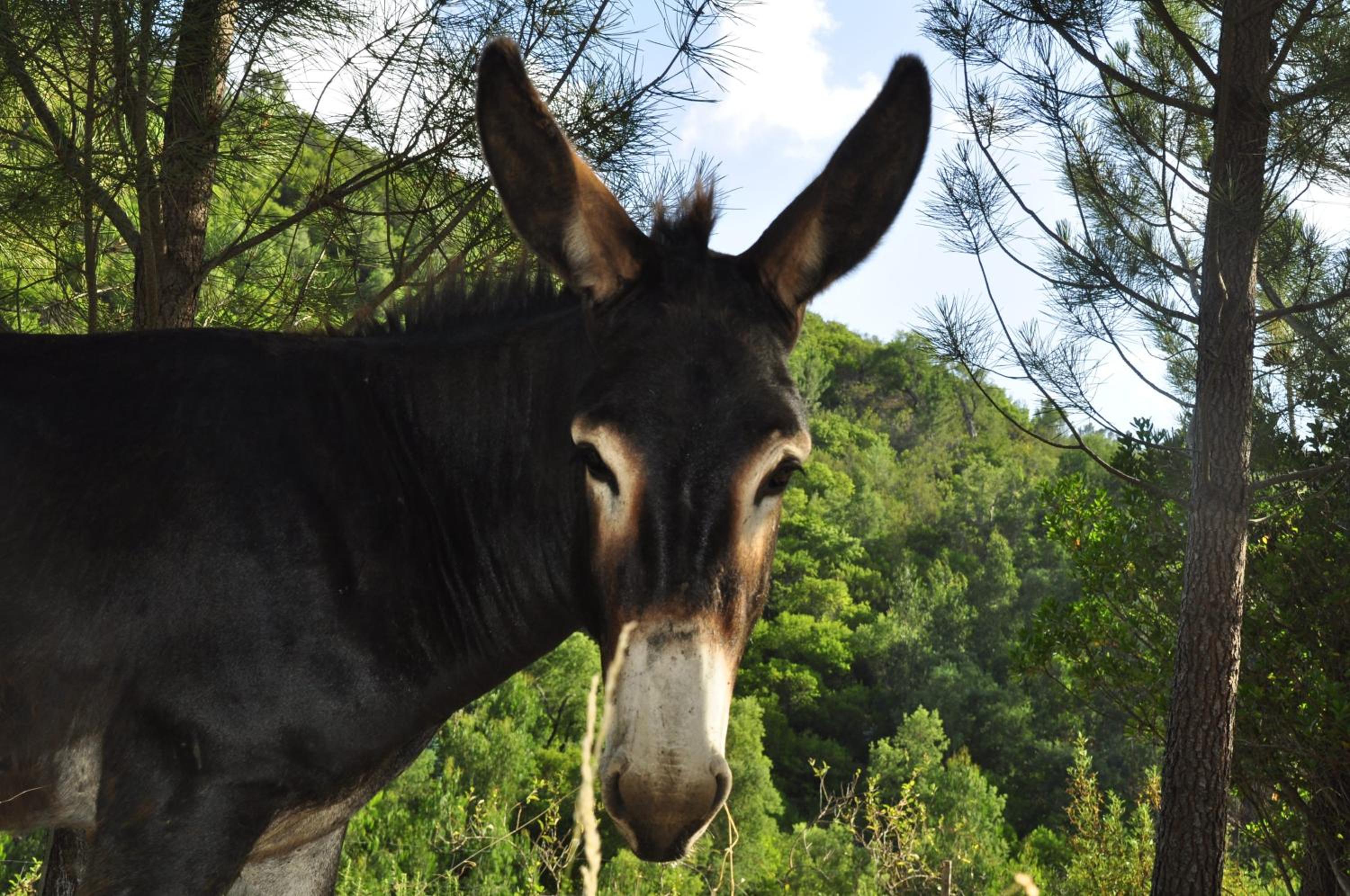 Quinta Alma - Ecological Retreat Farm, photo 115