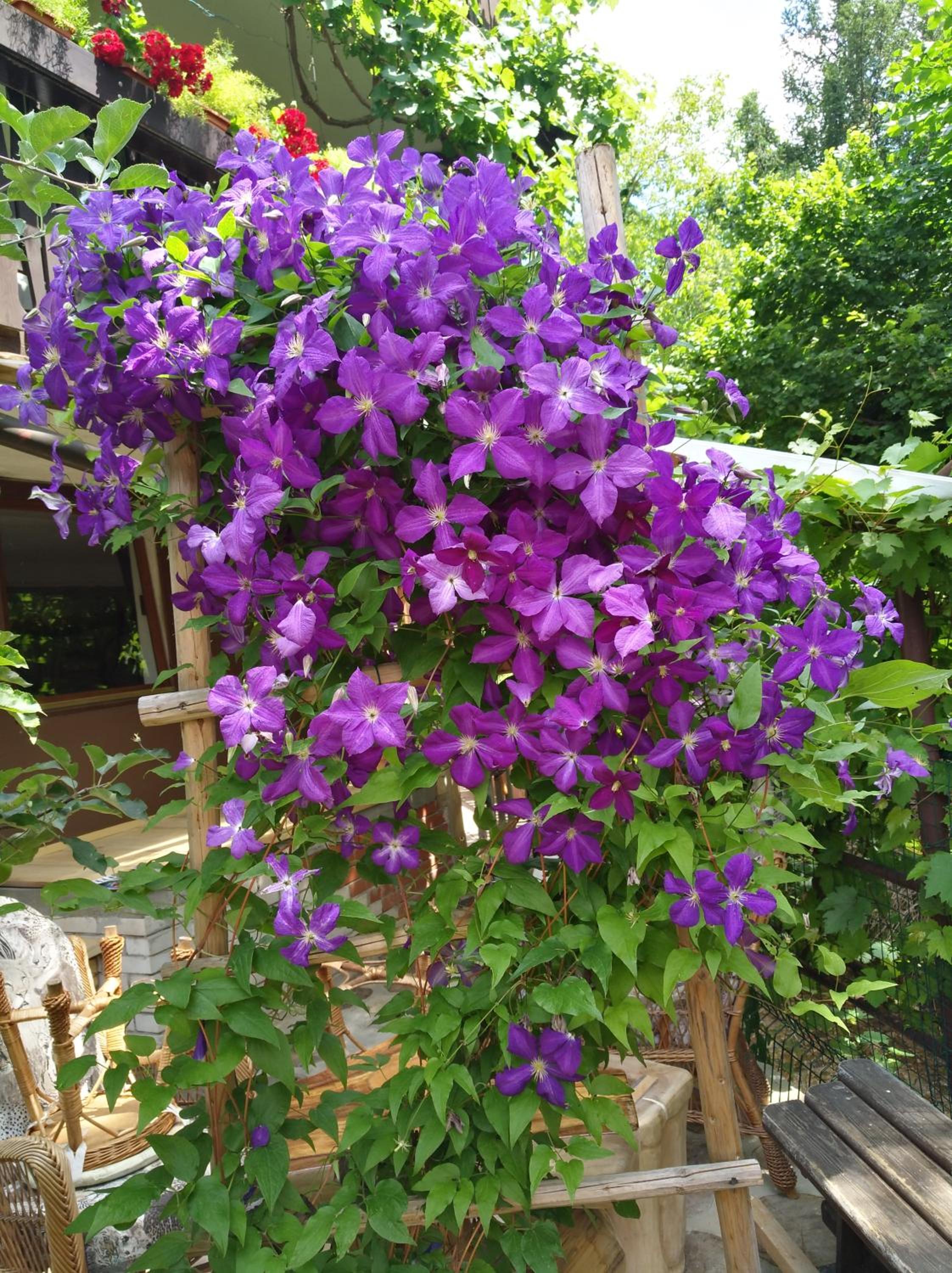 Photo 37