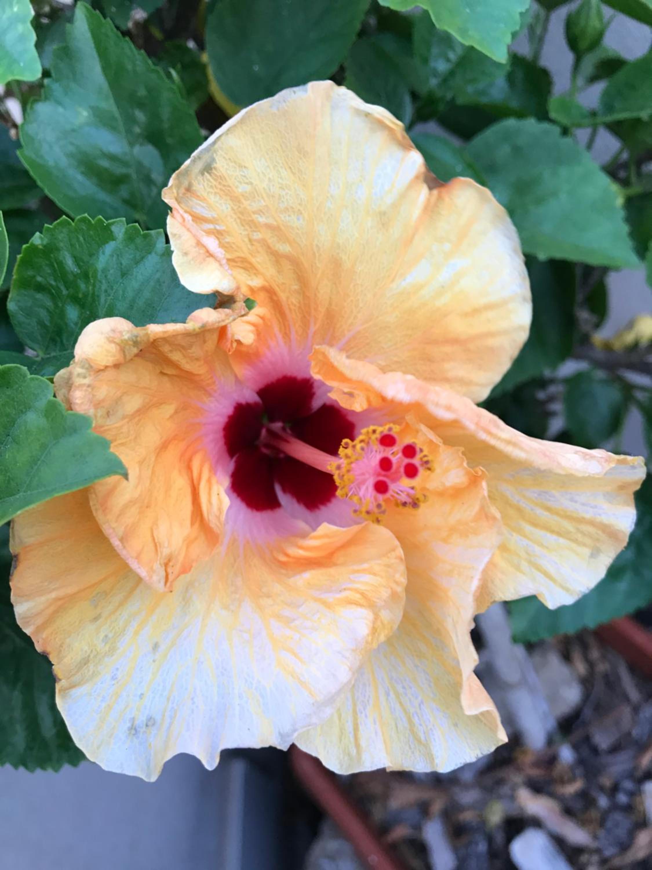 B&B Hibiscus view 4