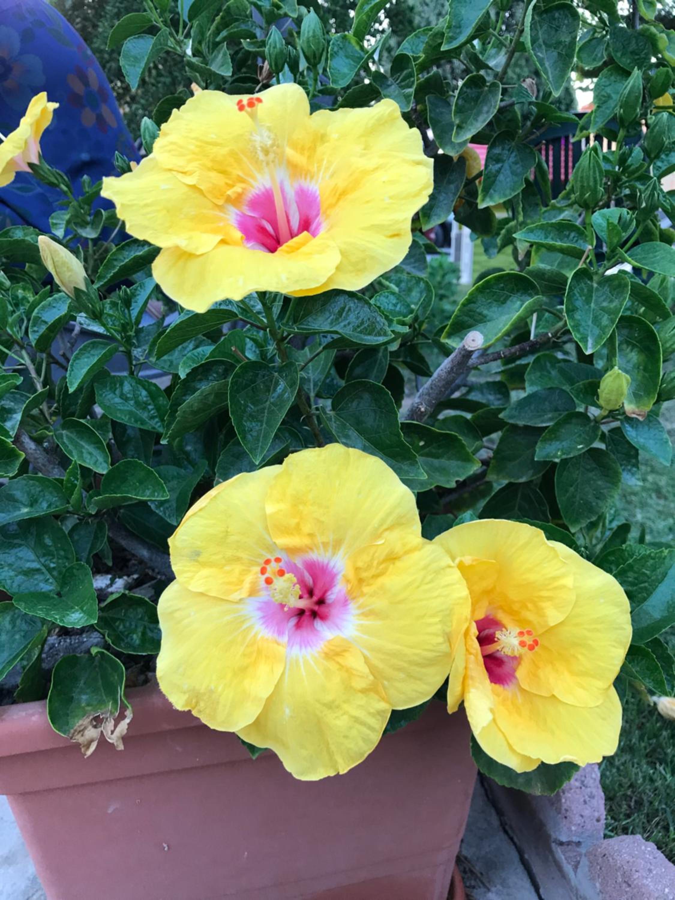 B&B Hibiscus view 5