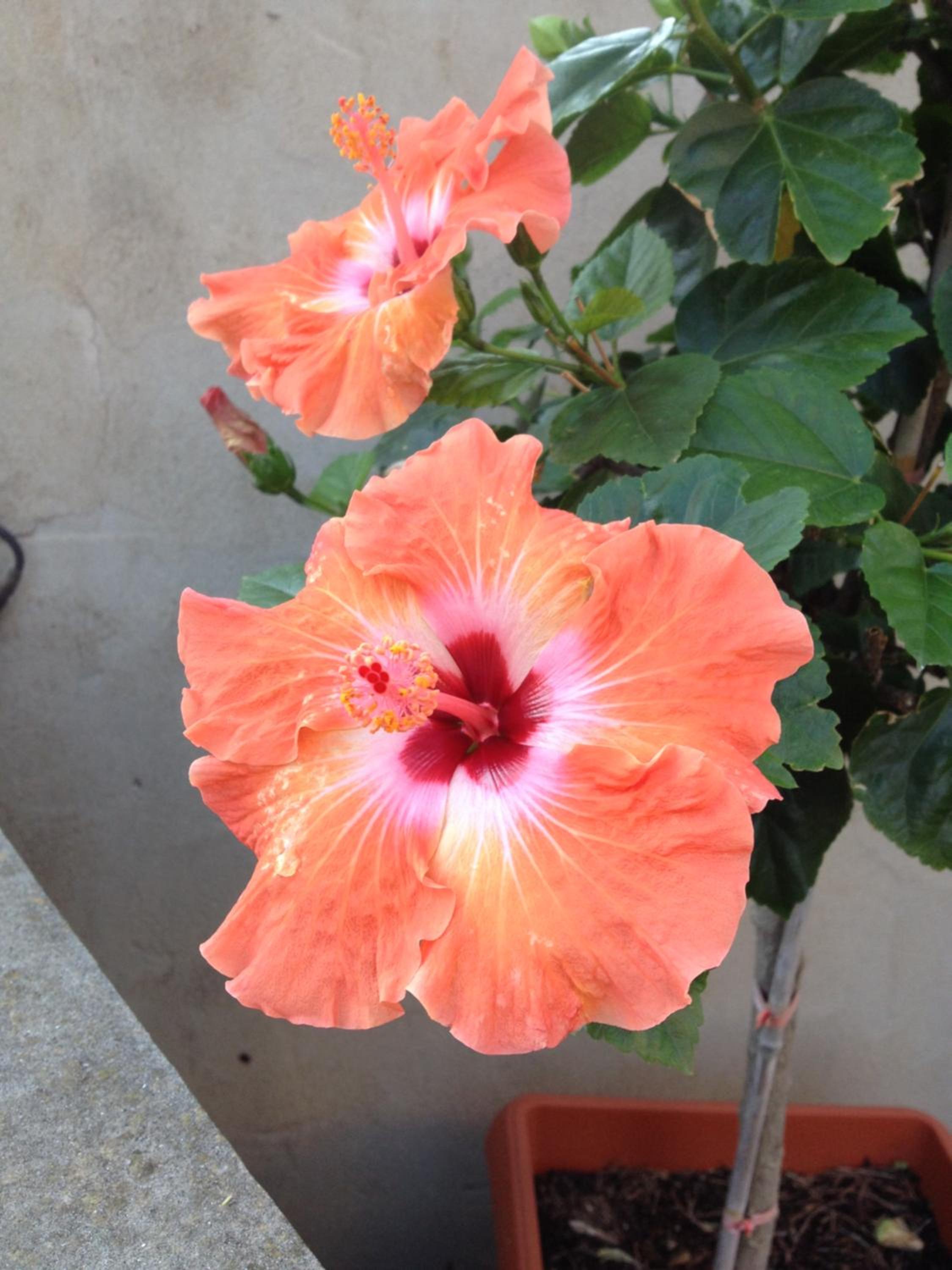 B&B Hibiscus view 3