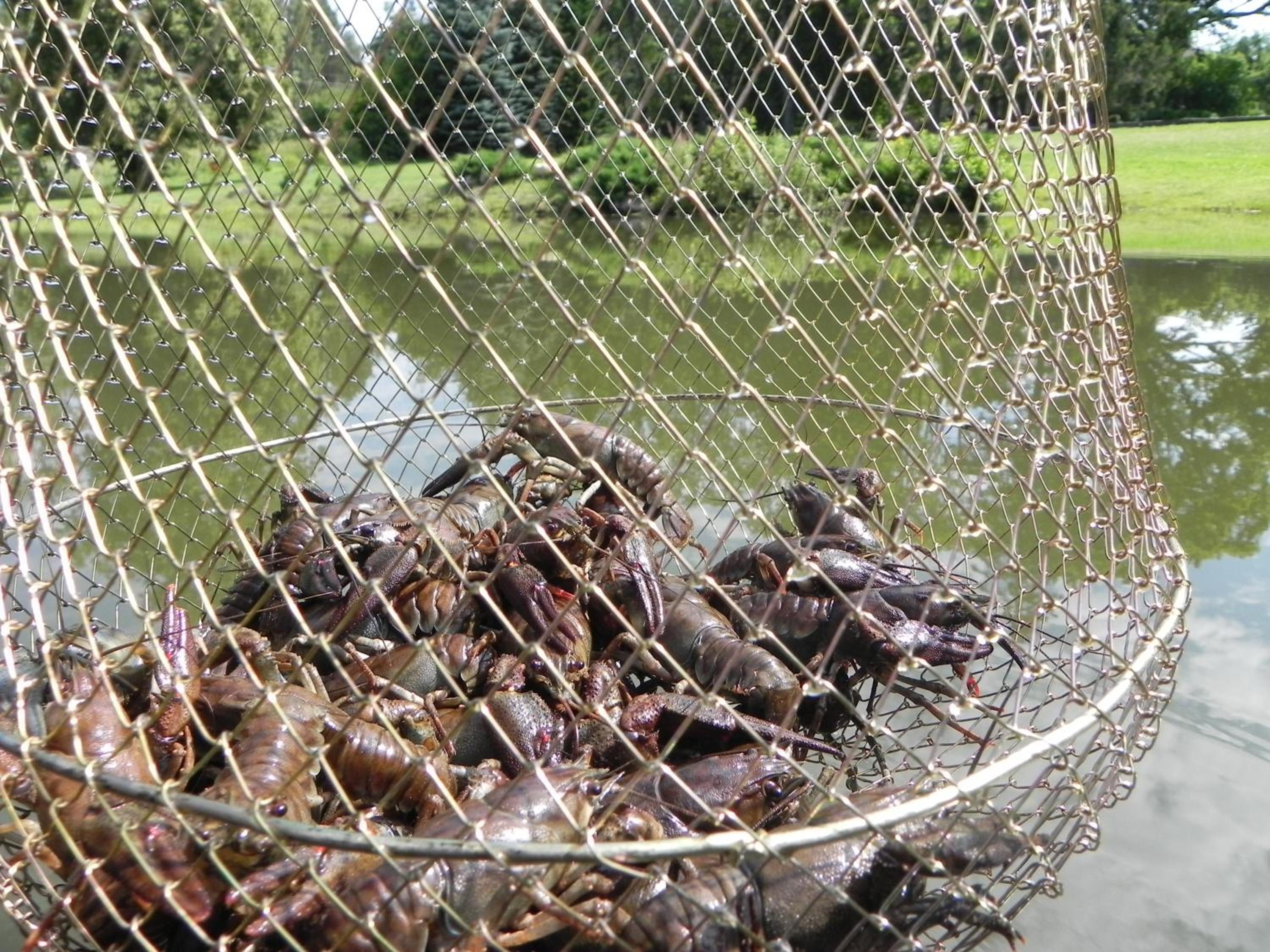 Photo 45