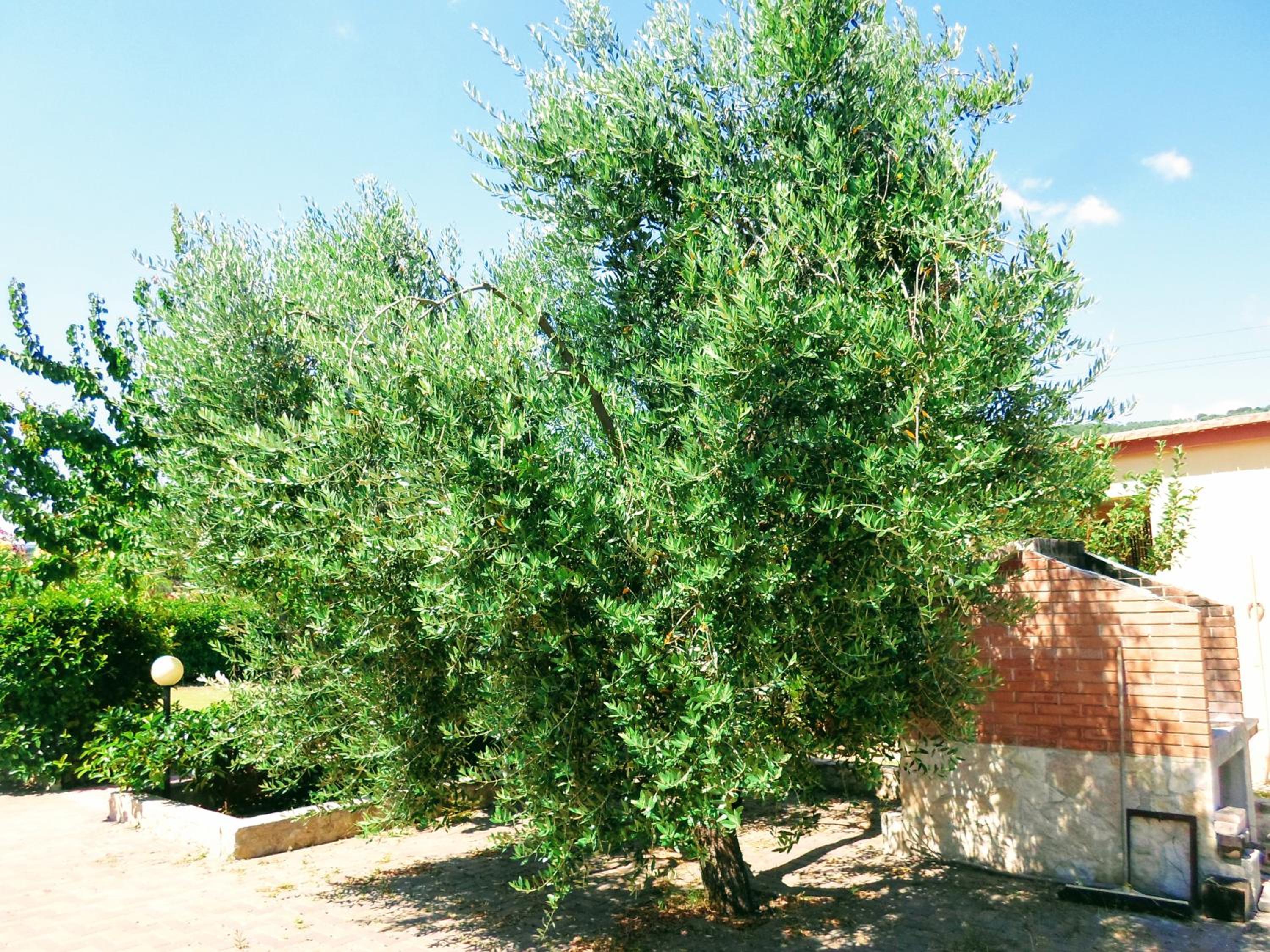 Villa Apulia photo 2