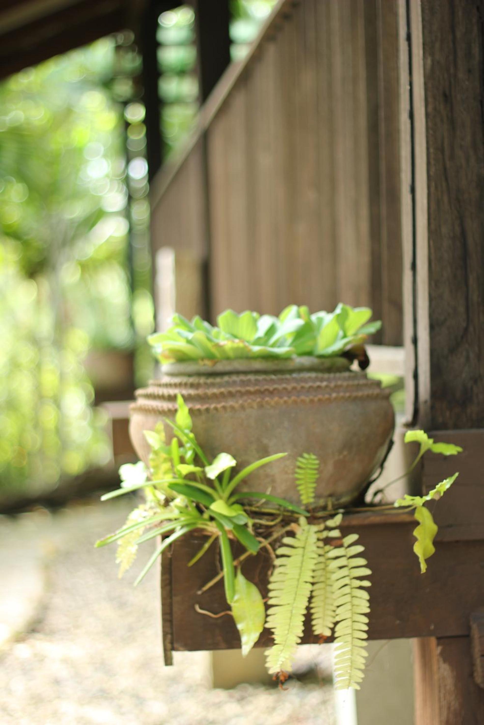 Mae Nai Gardens