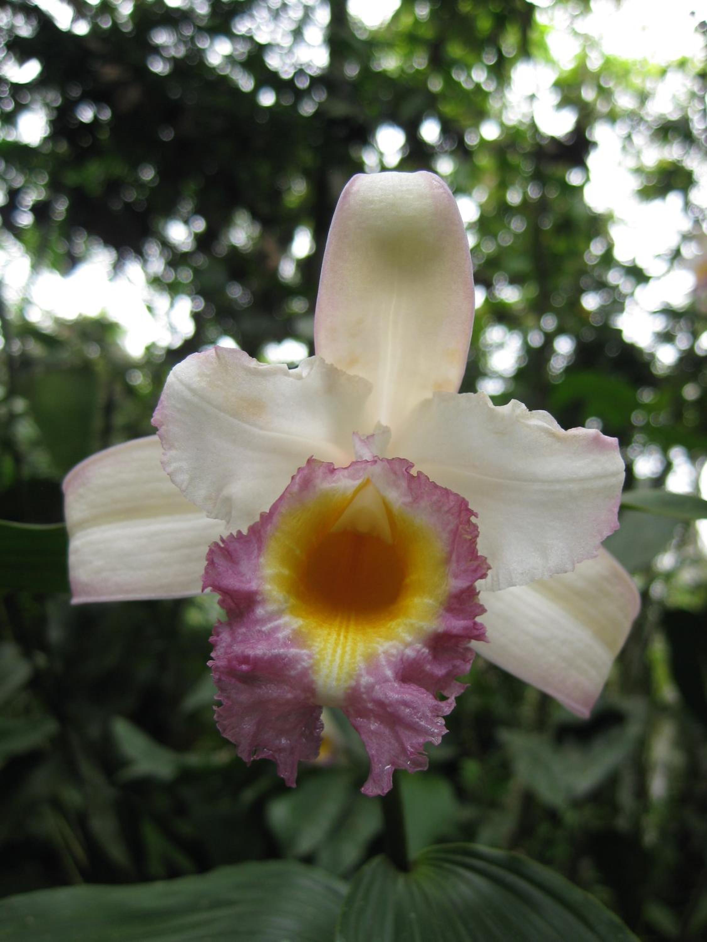 Cabañas Armonía y Jardín de Orquídeas