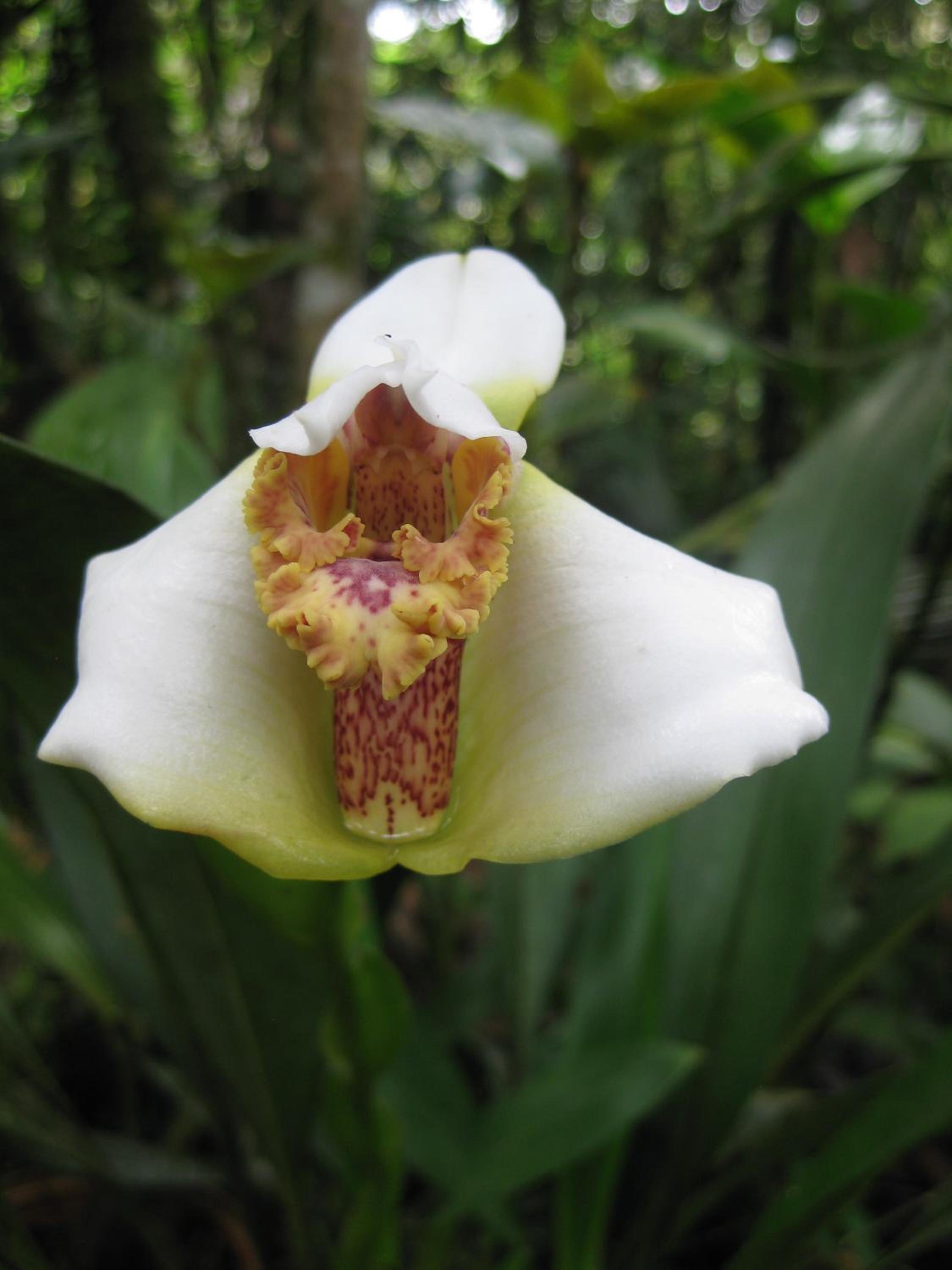 Cabañas Armonía y Jardín de Orquídeas