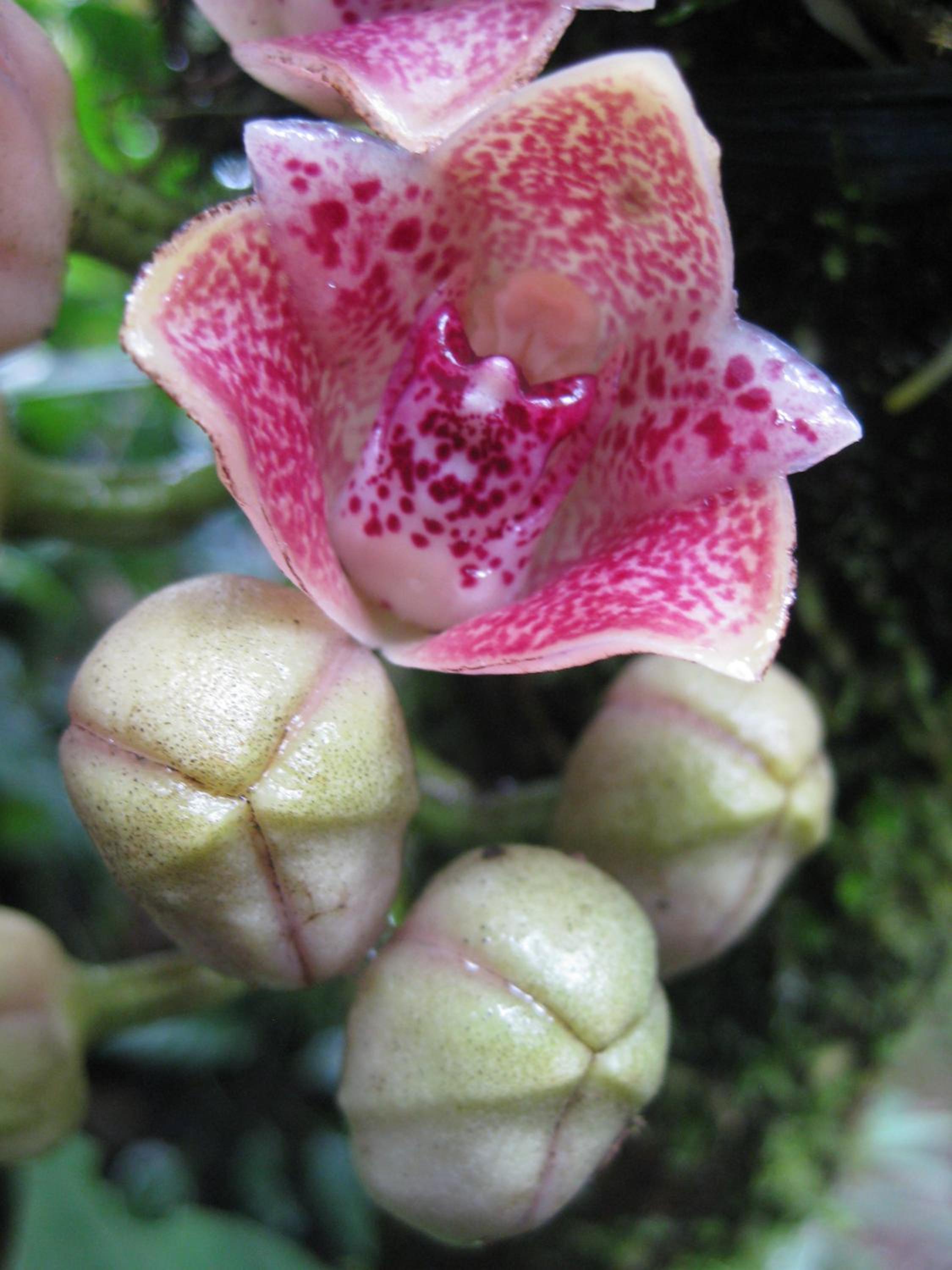 Cabañas Armonía y Jardín de Orquídeas