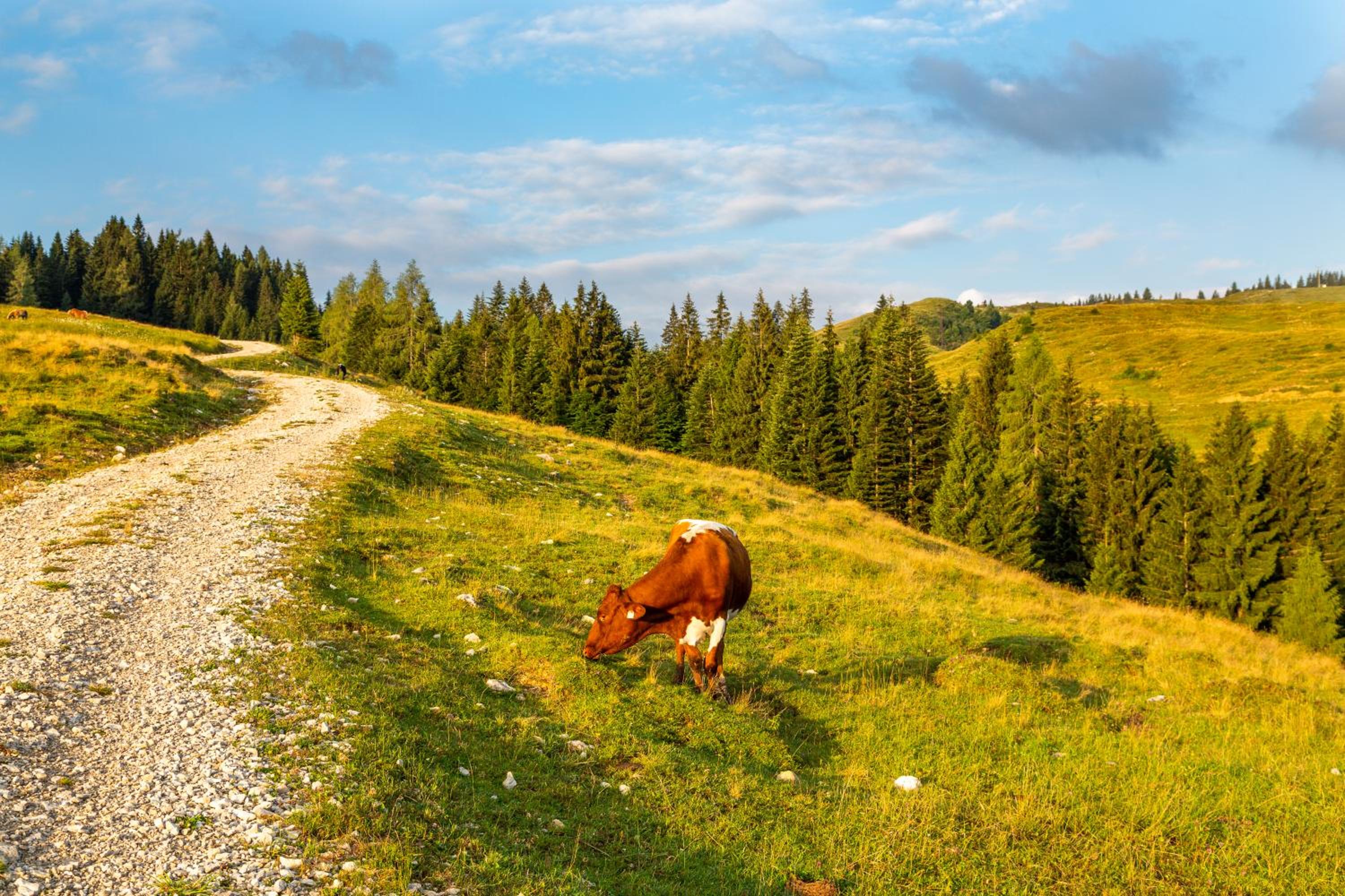 Almhaus Alpenrose Postalm