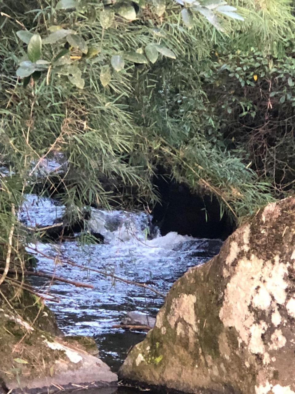 Estalagem Engenho de Serra - Parque Nacional do Itatiaia - Parte Alta