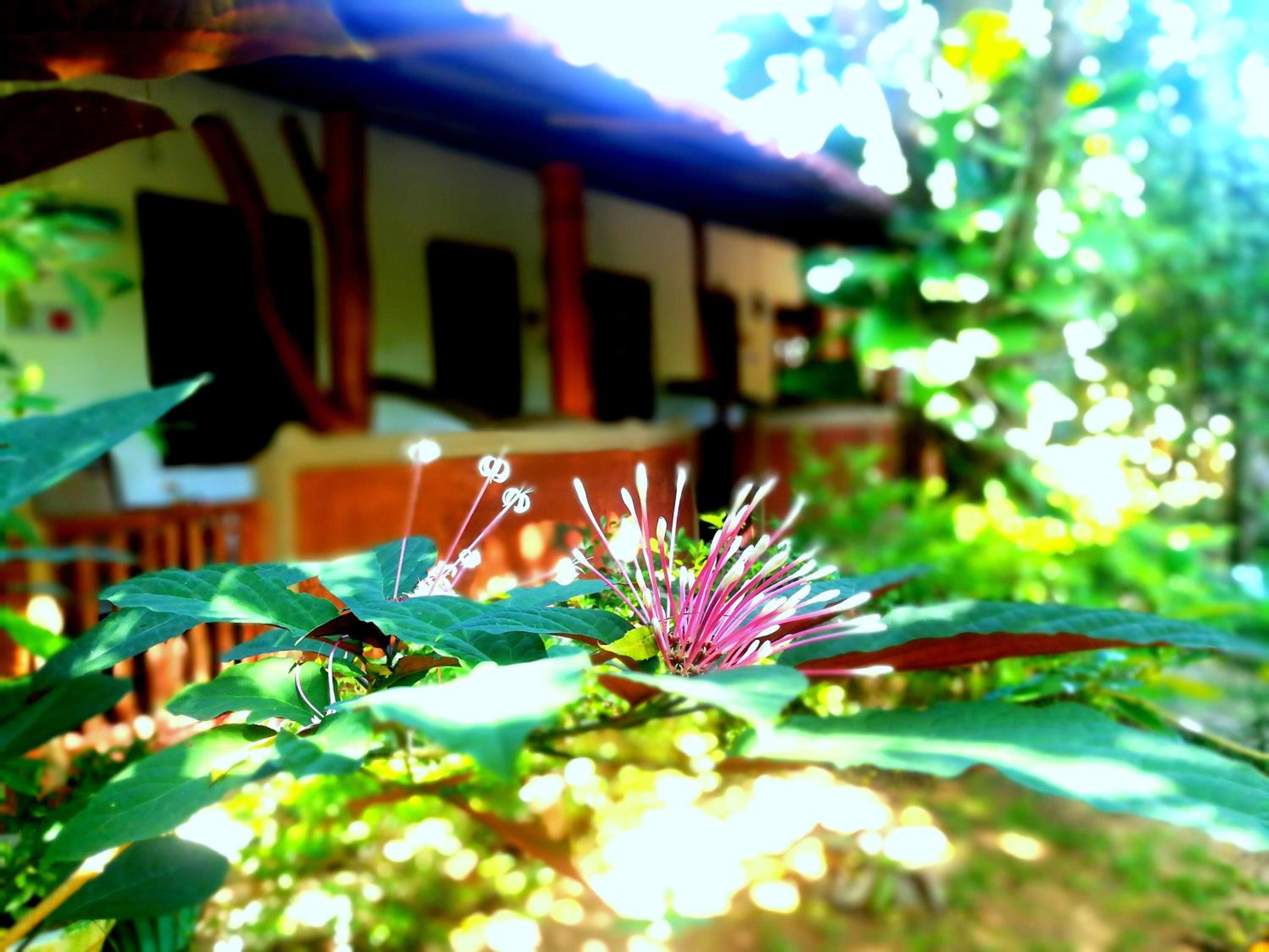 Sisira Homestay - Sigiriya