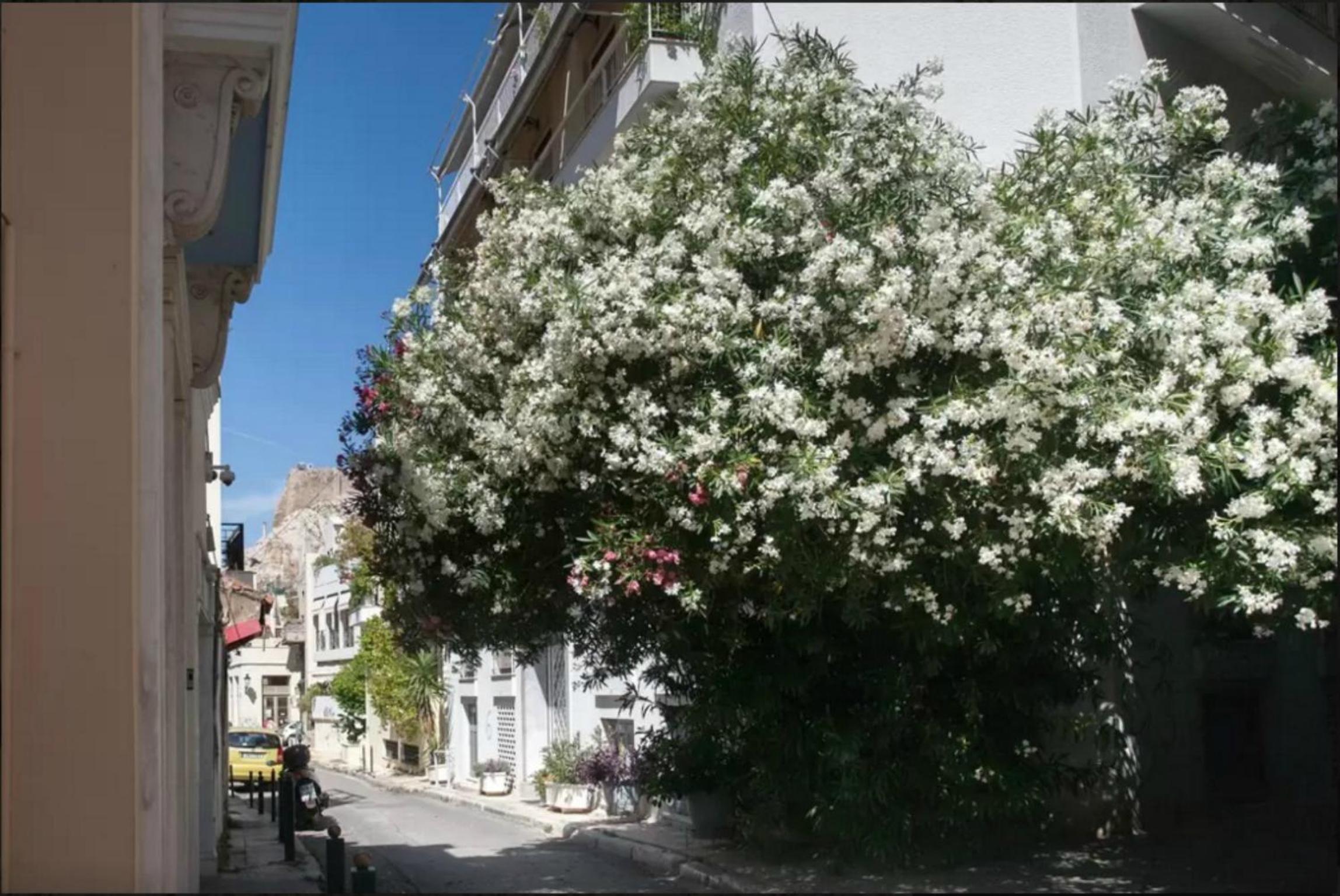 By the Acropolis, In the heart of Plaka!