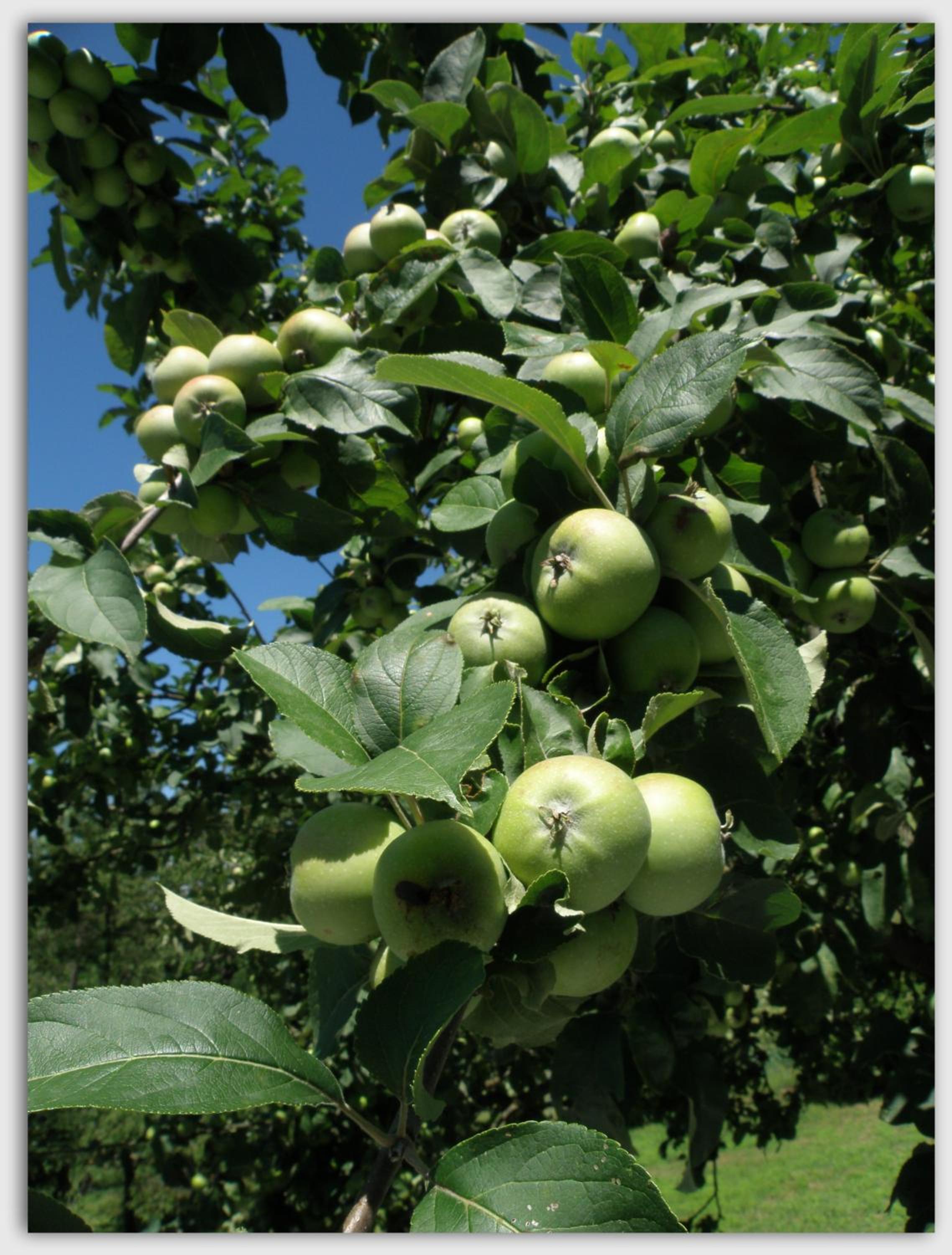 Cascina Luvot