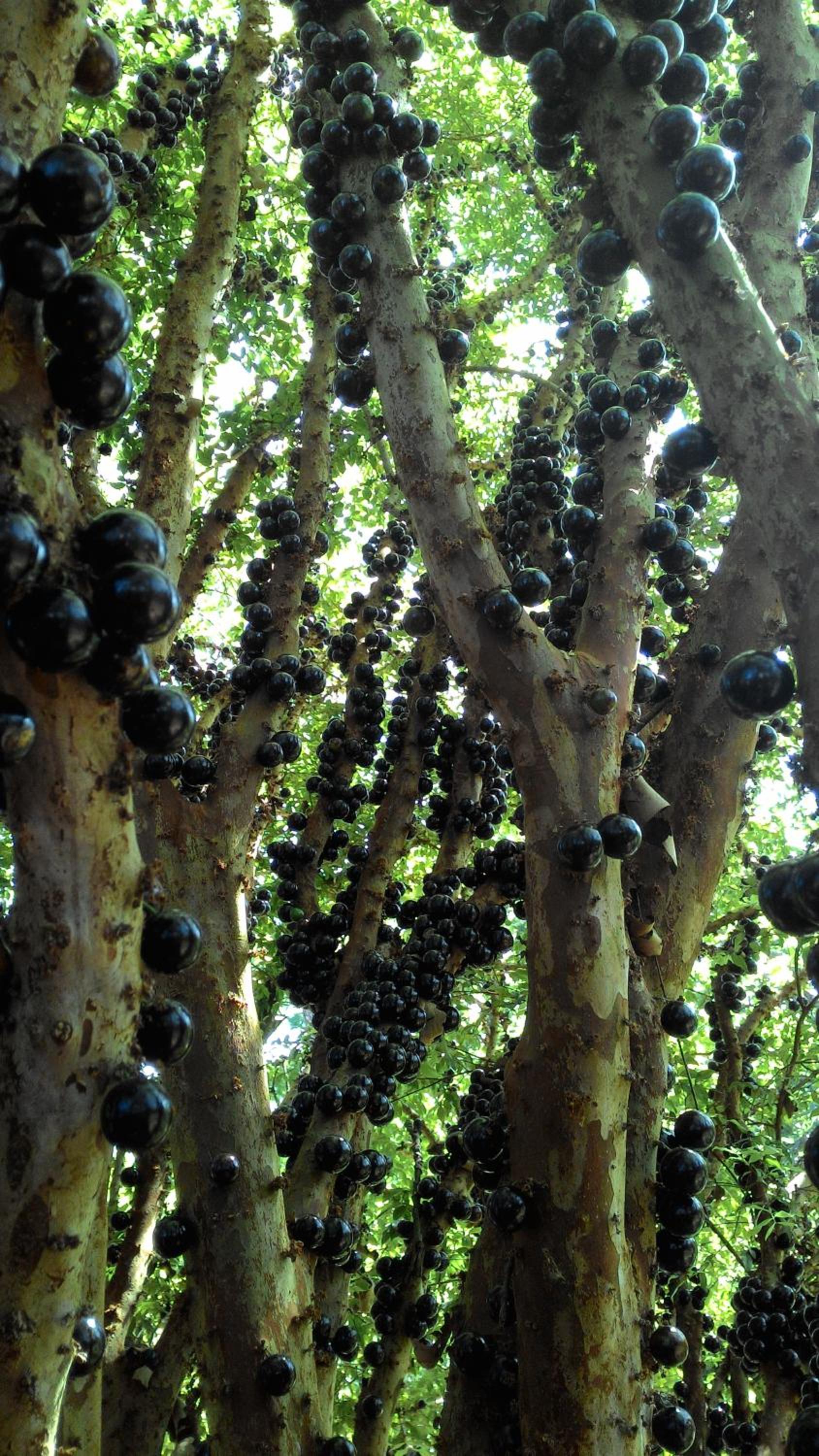Chalé Rancho Aratama