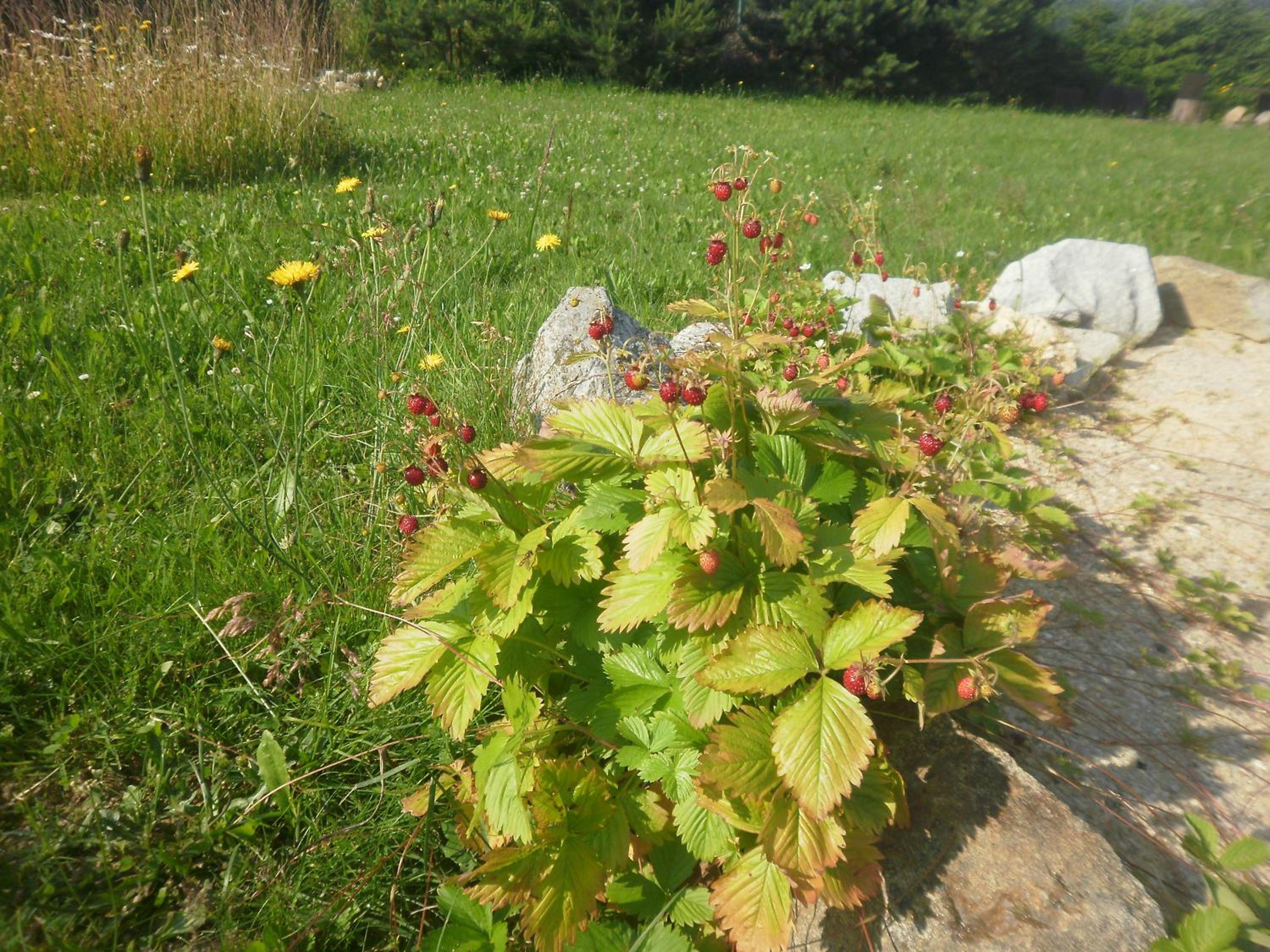 Photo 37