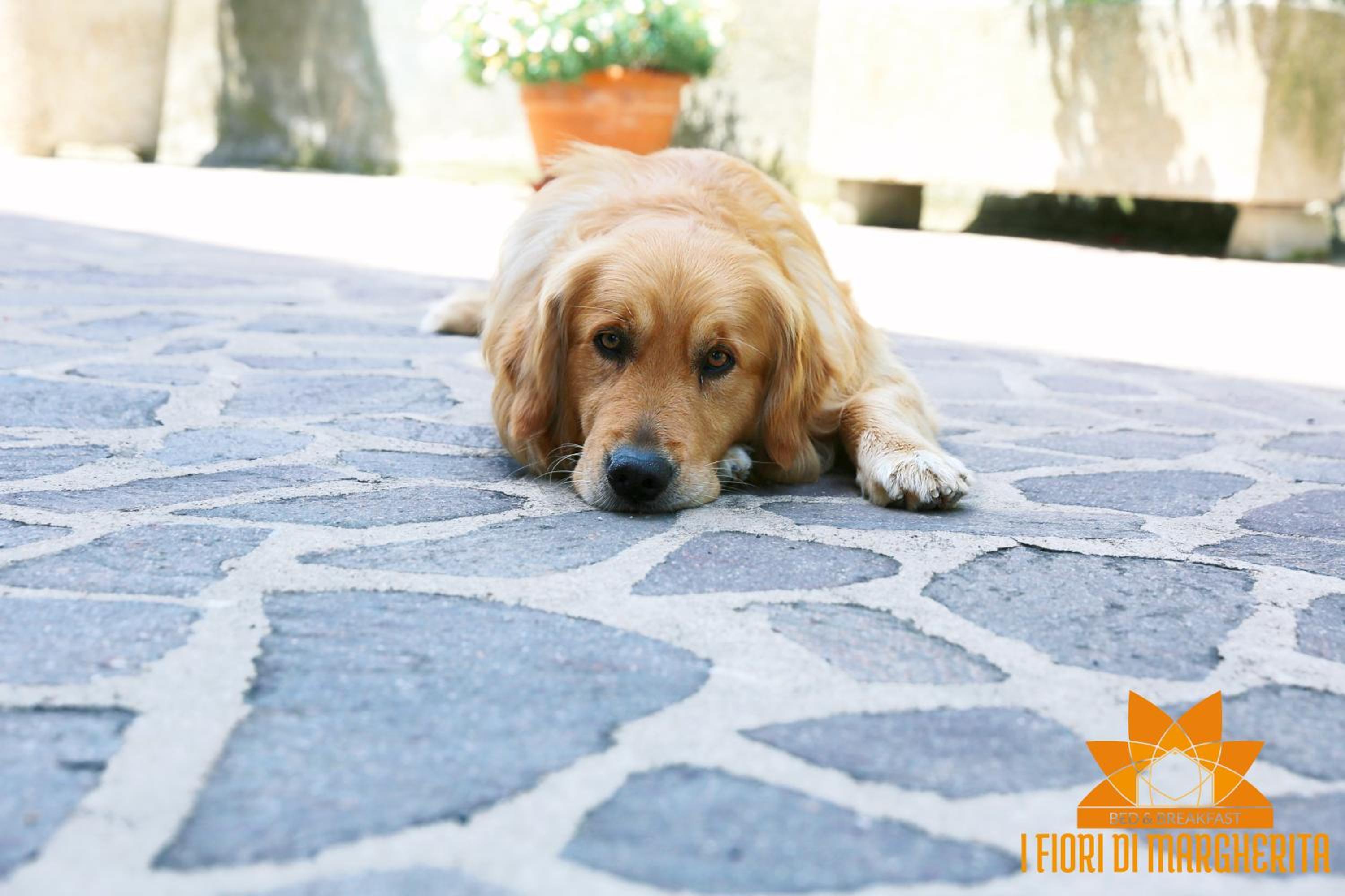 I Fiori di Margherita Luxury B&B