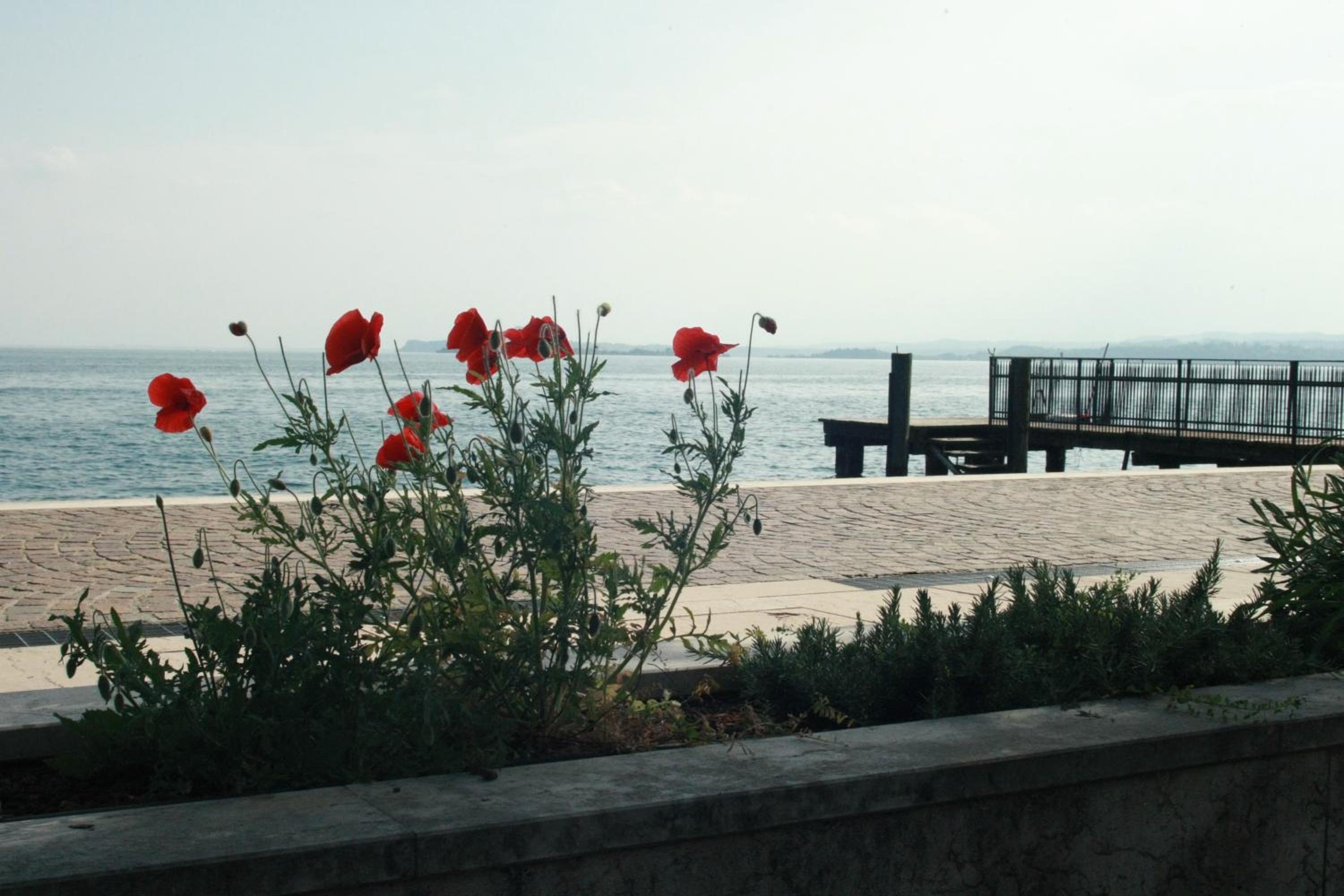 Photo 41