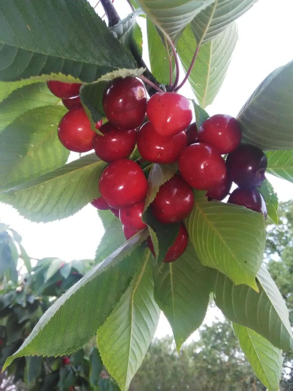 Supramurgia Agribistrot