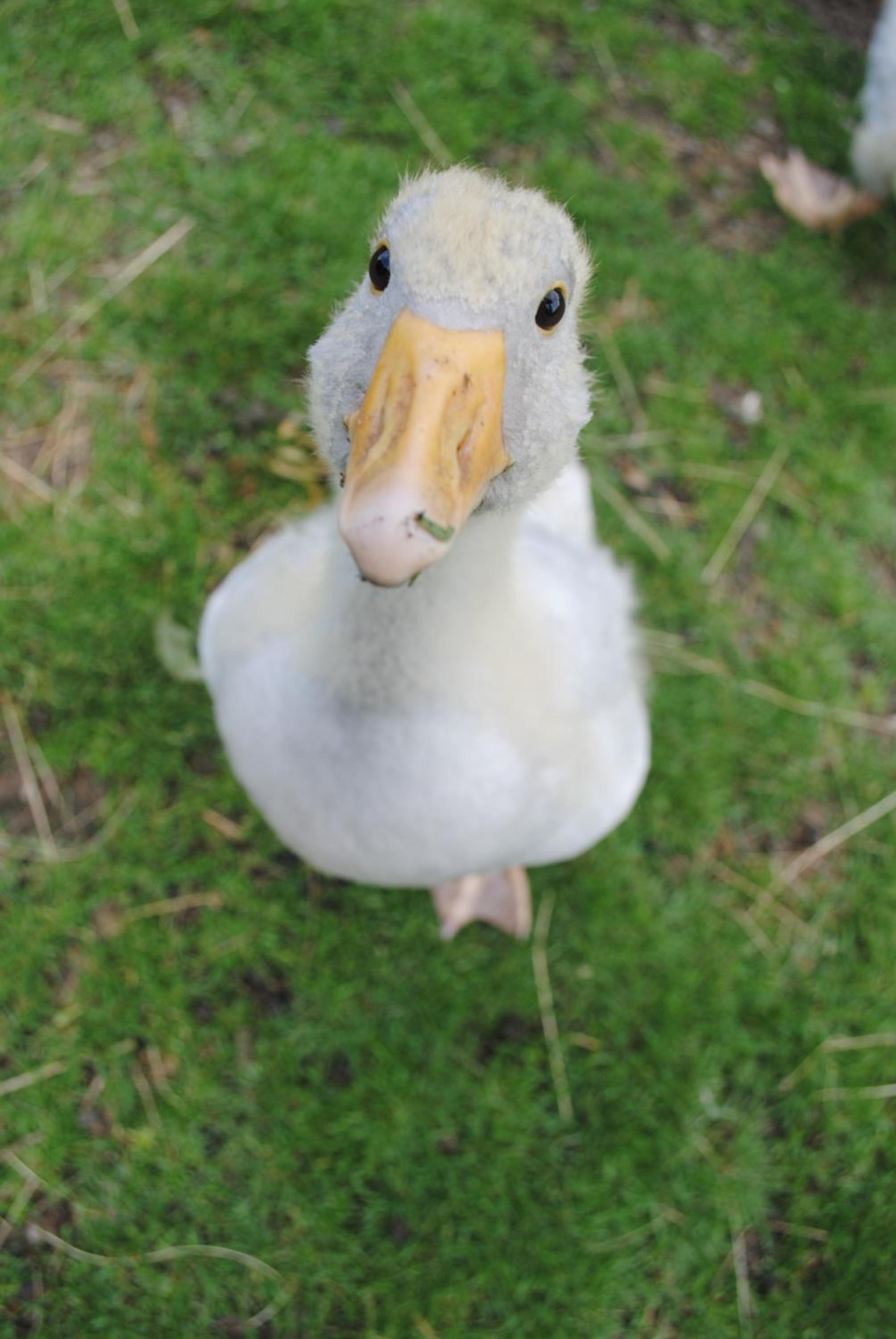 Schlossberghof - Property Image 11