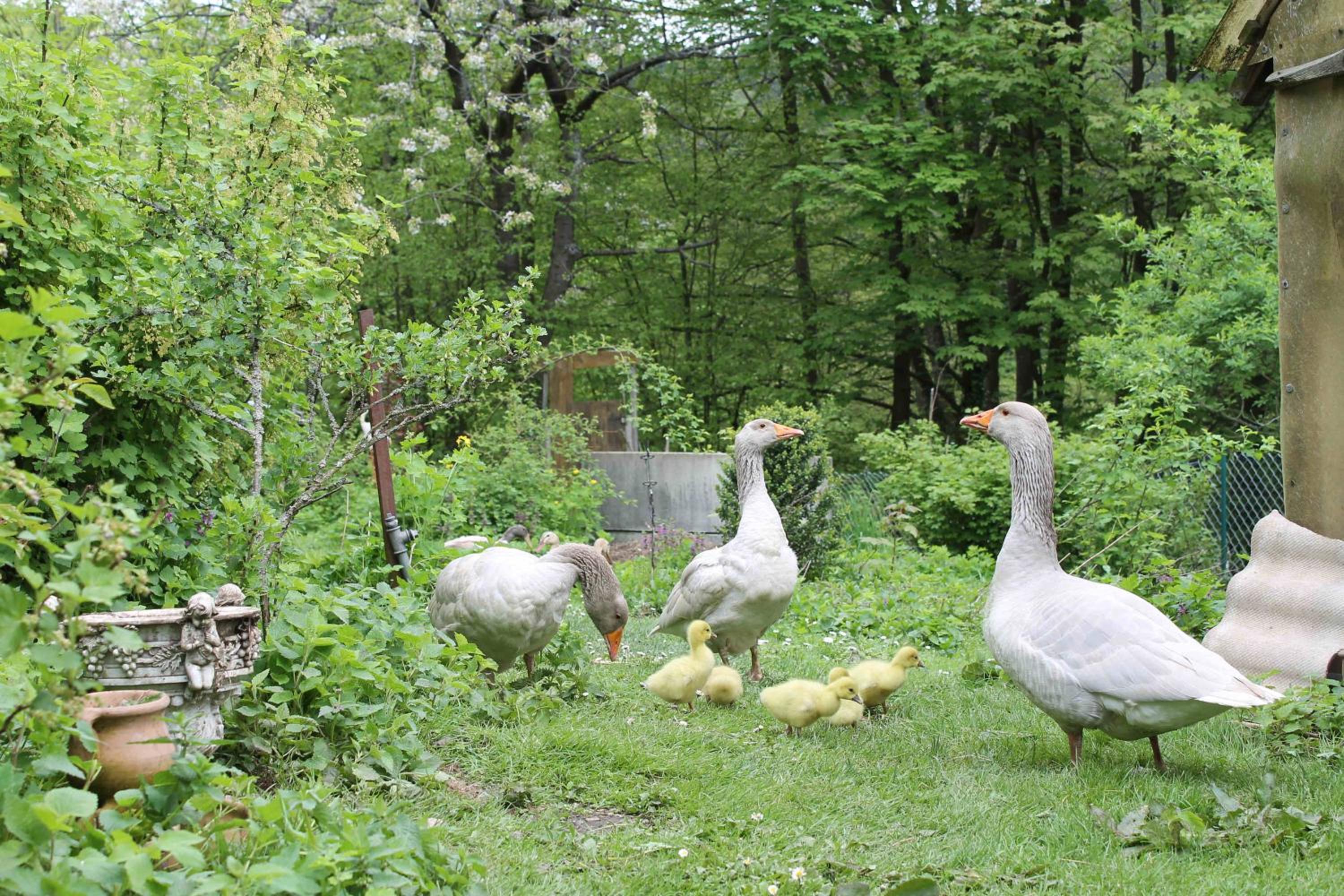 Schlossberghof - Property Image 45