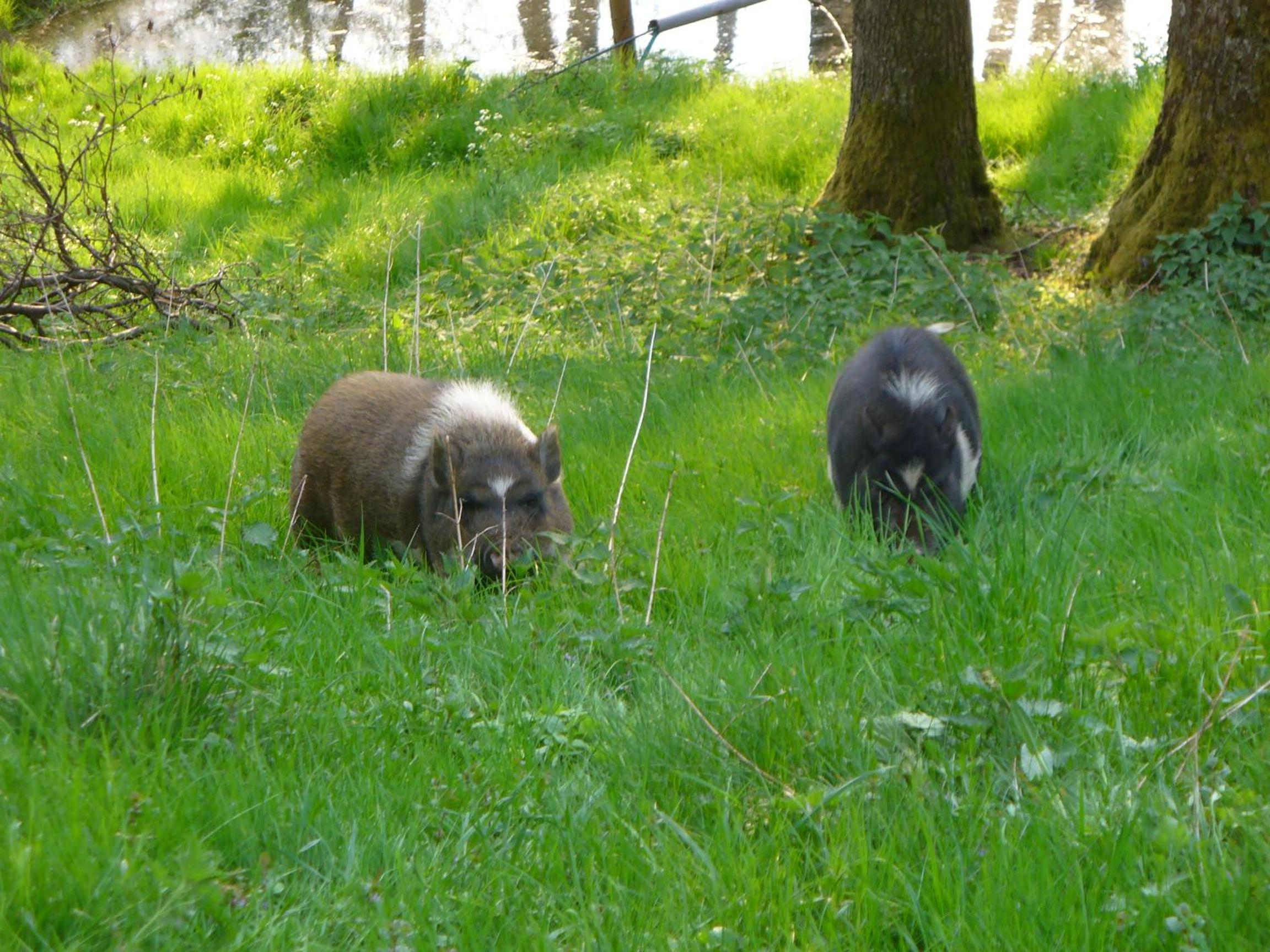 Schlossberghof - Property Image 12