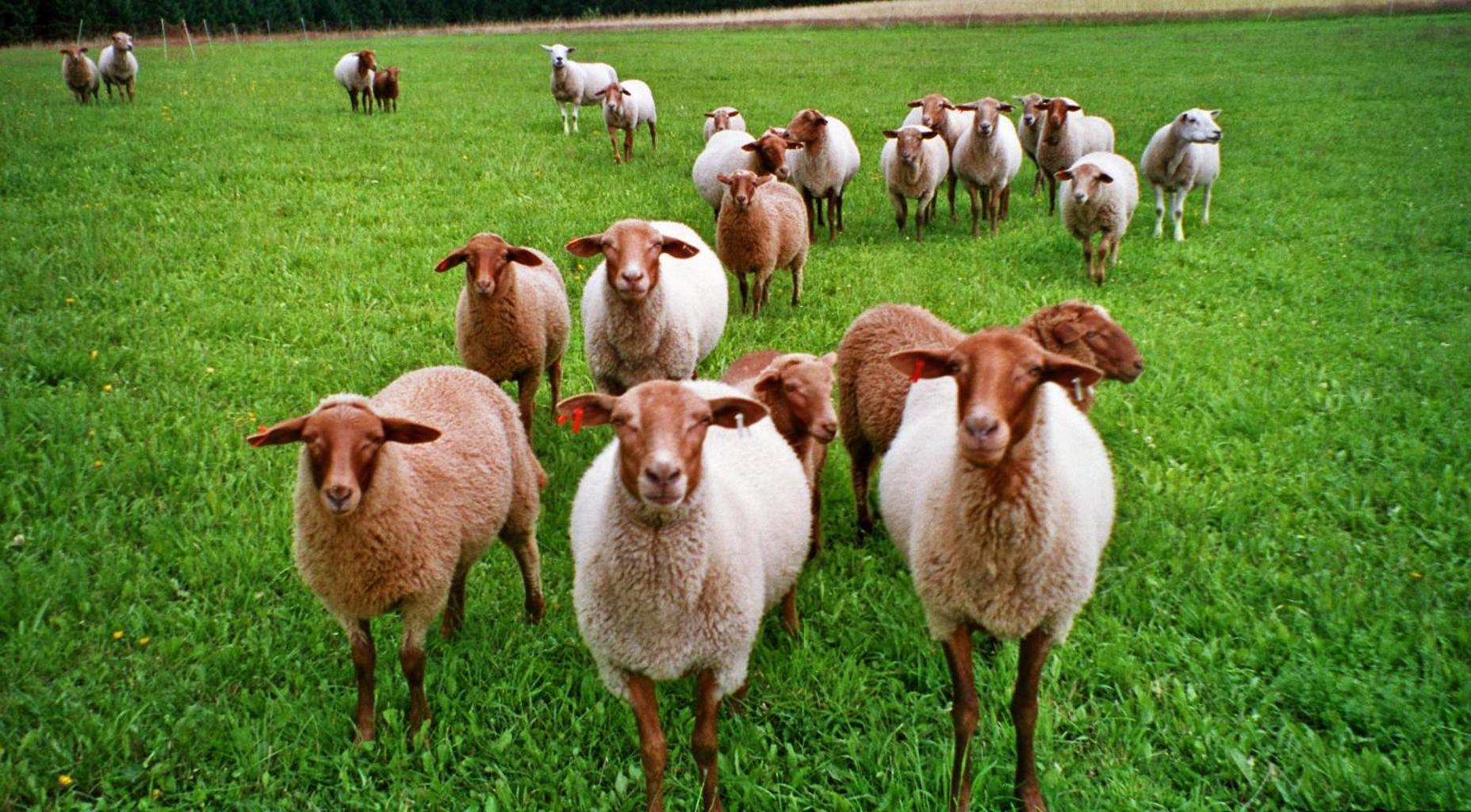 Schlossberghof - Property Image 13