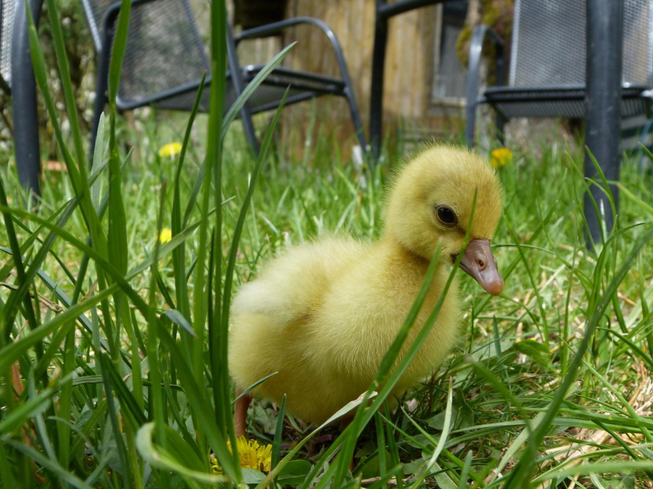 Schlossberghof - Property Image 2