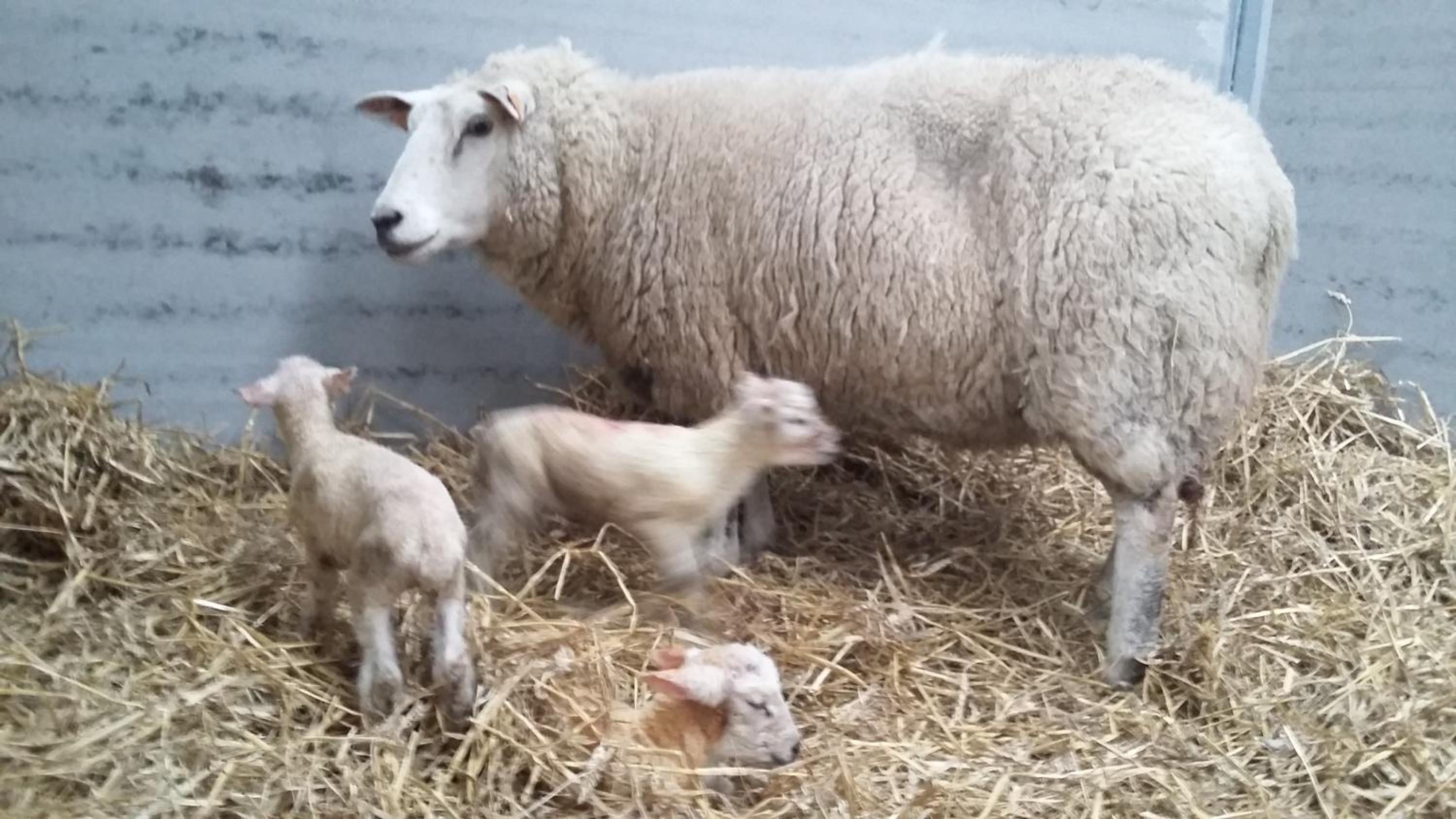 Maneschijn****