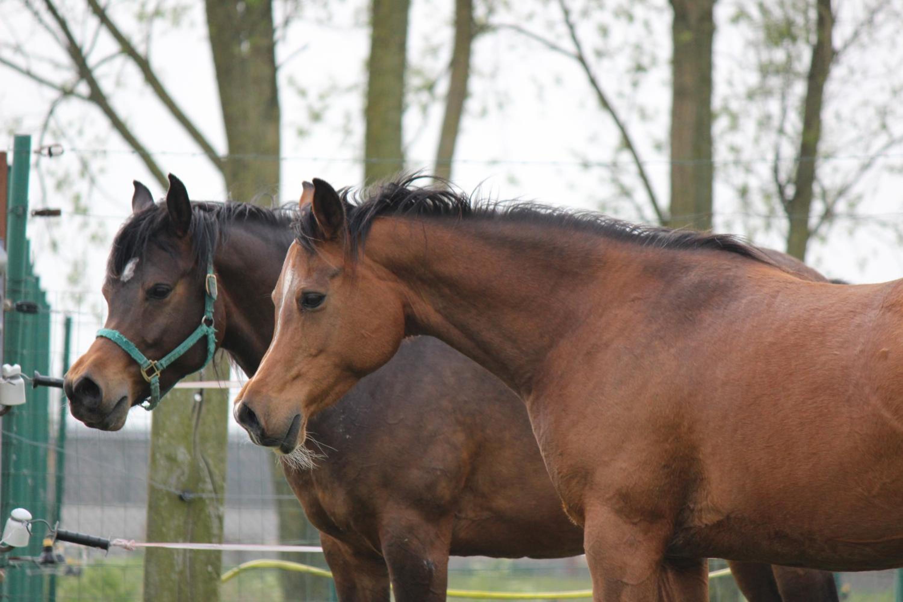Maneschijn****