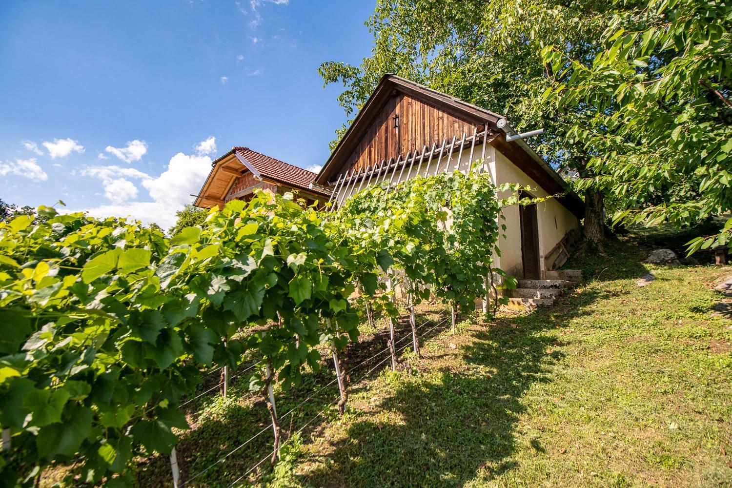 Vineyard Cottage Pod Piramido view 4