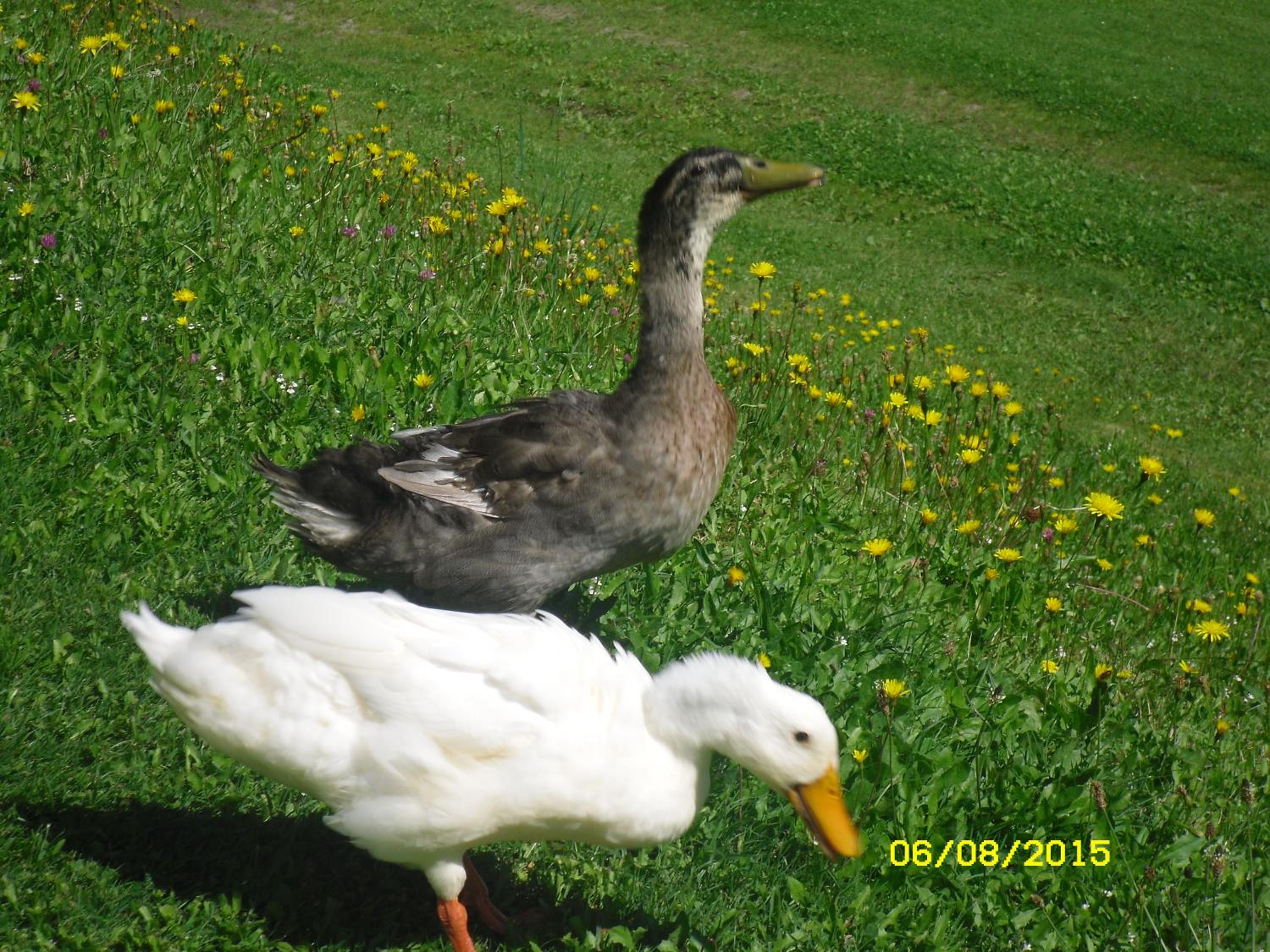 Vorderwiesgut