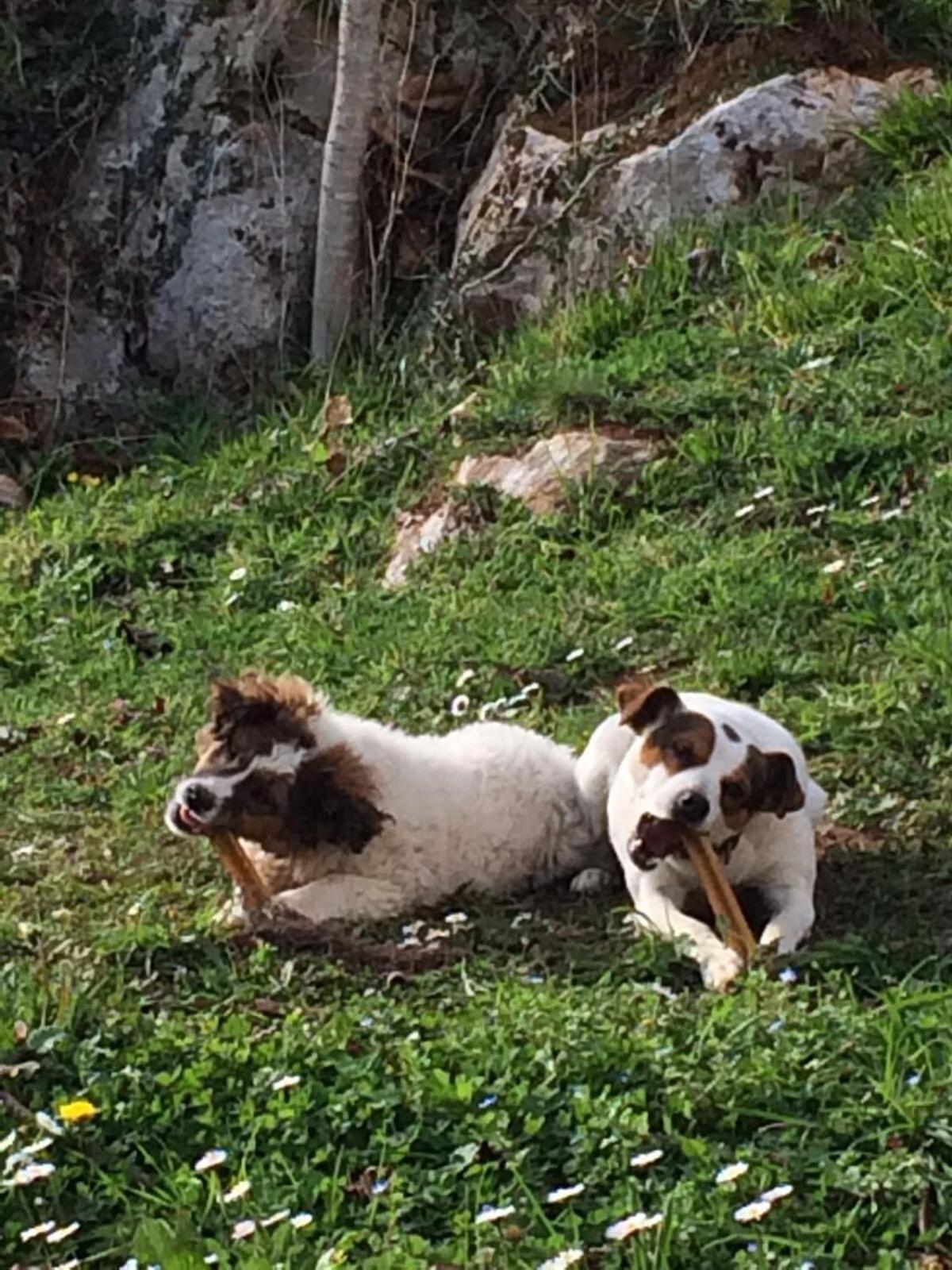 Photo 41